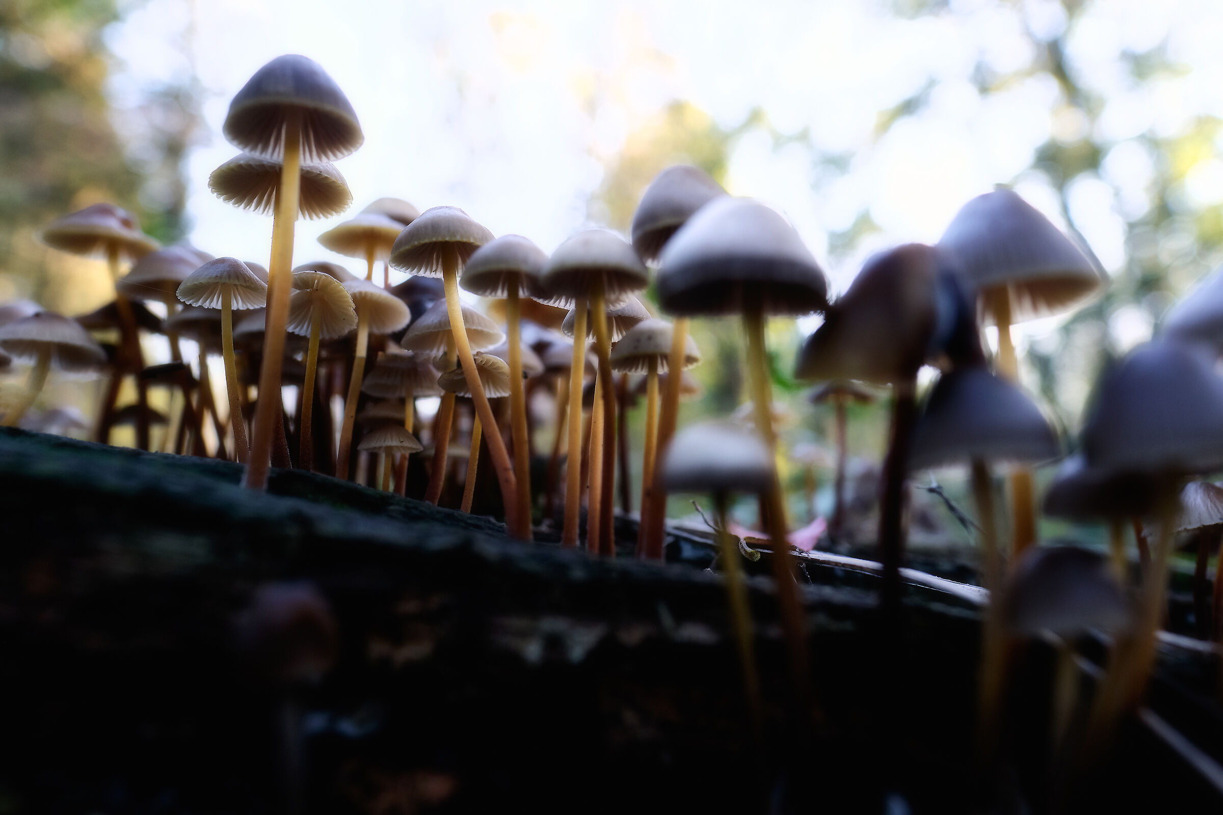 Autunno, dopo la pioggia.