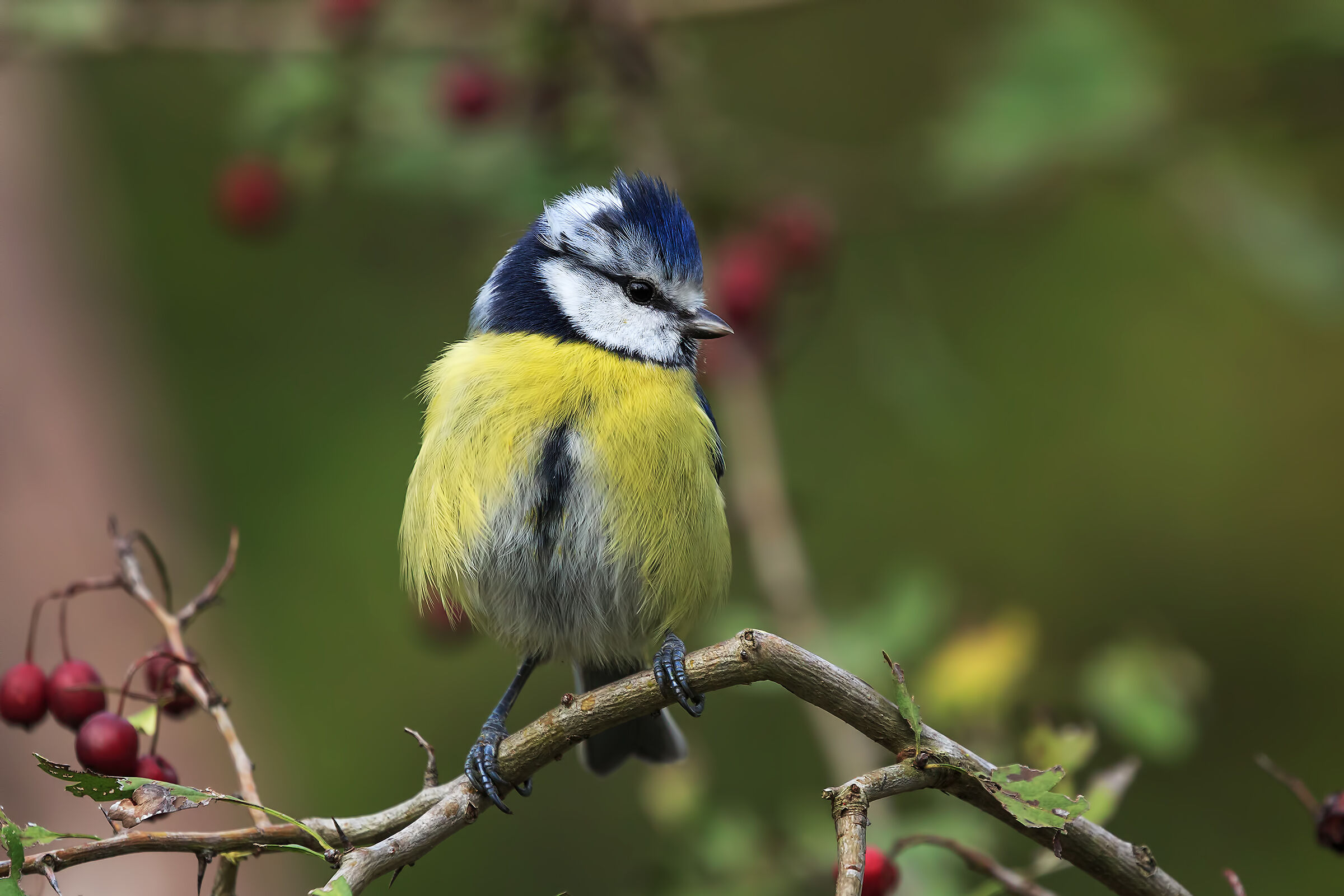 Cinciarella "Cyanistes caeruleus"