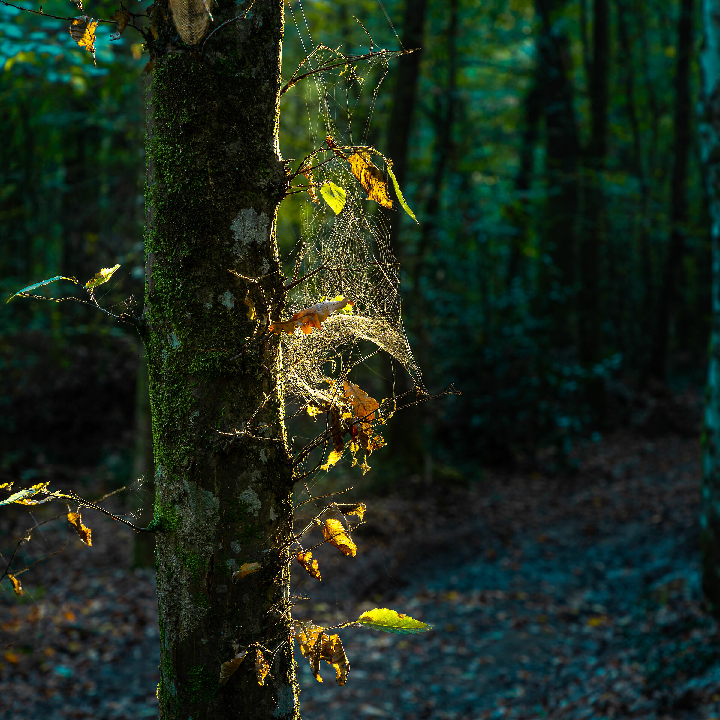 Luce nel bosco
