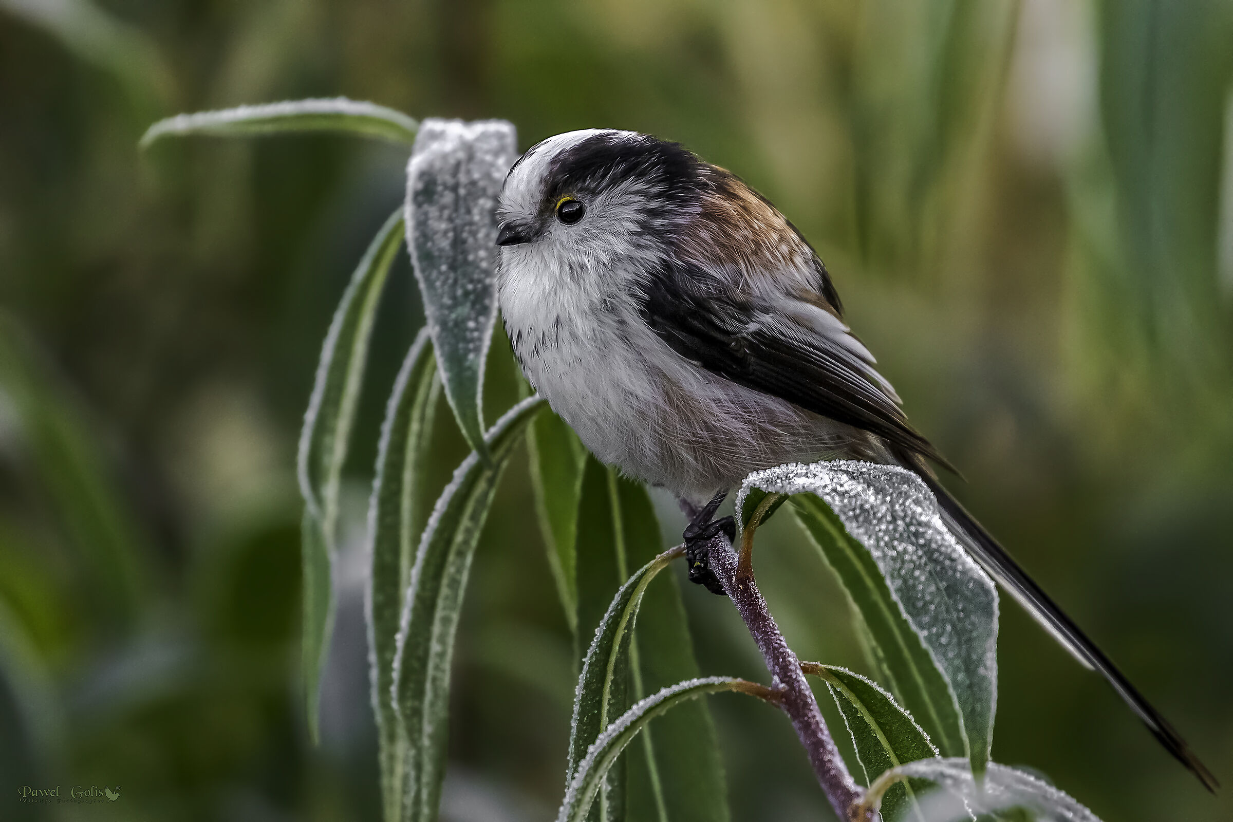 Bushtit dalla coda lunga (Aegithalos caudatus)