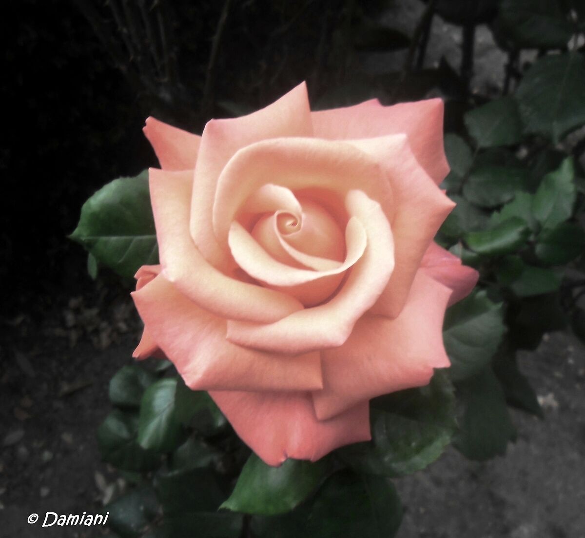 A rose
