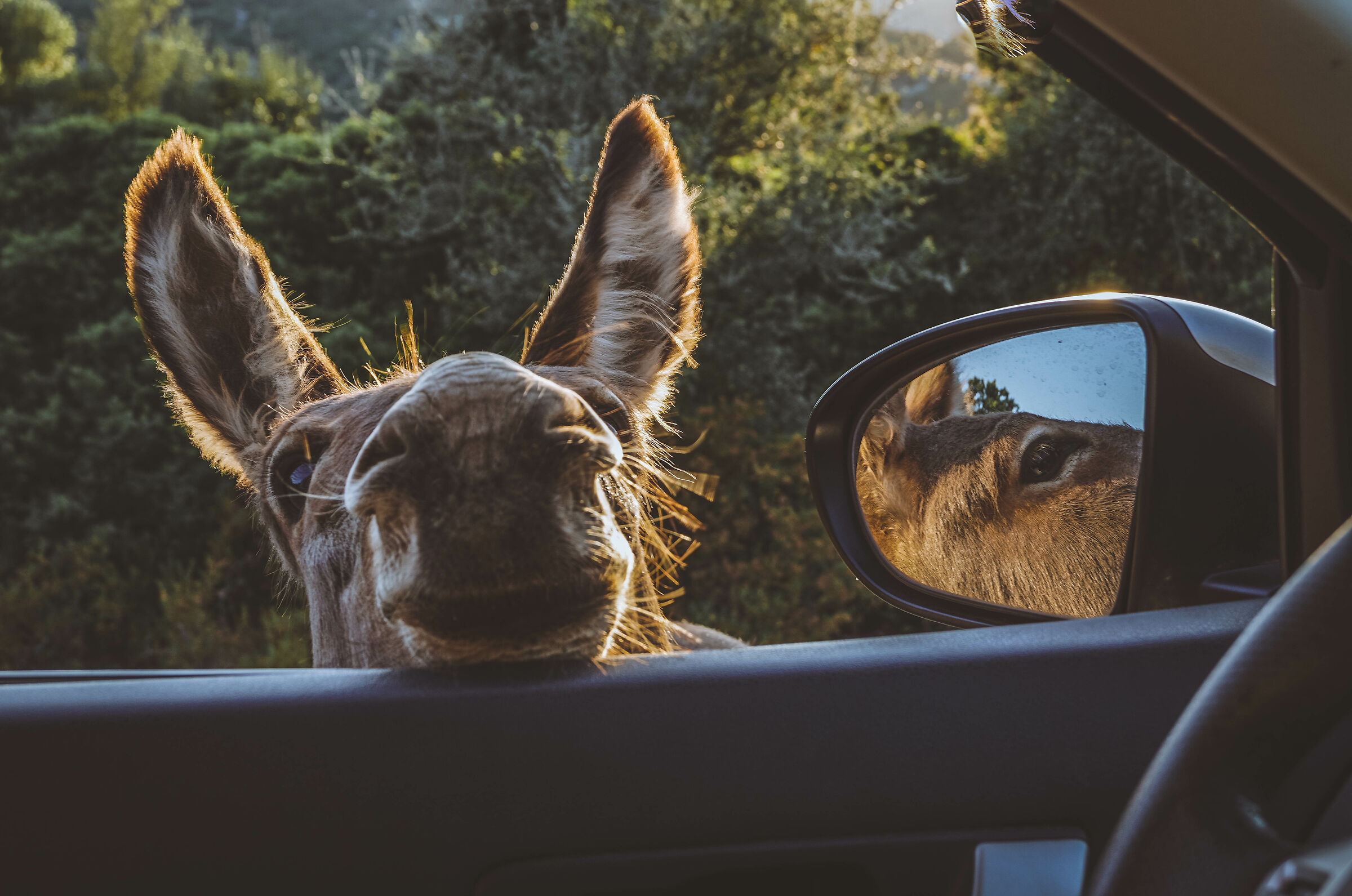 Asino in auto
