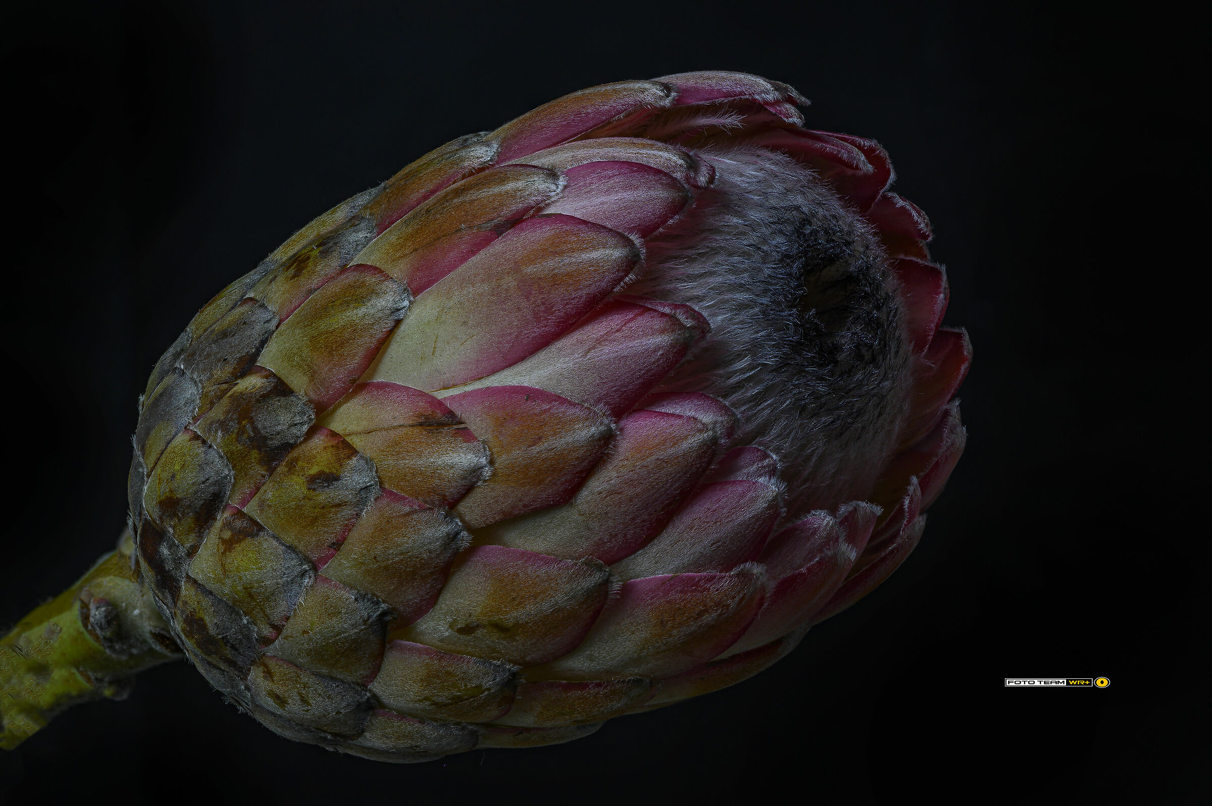protea cynaroides