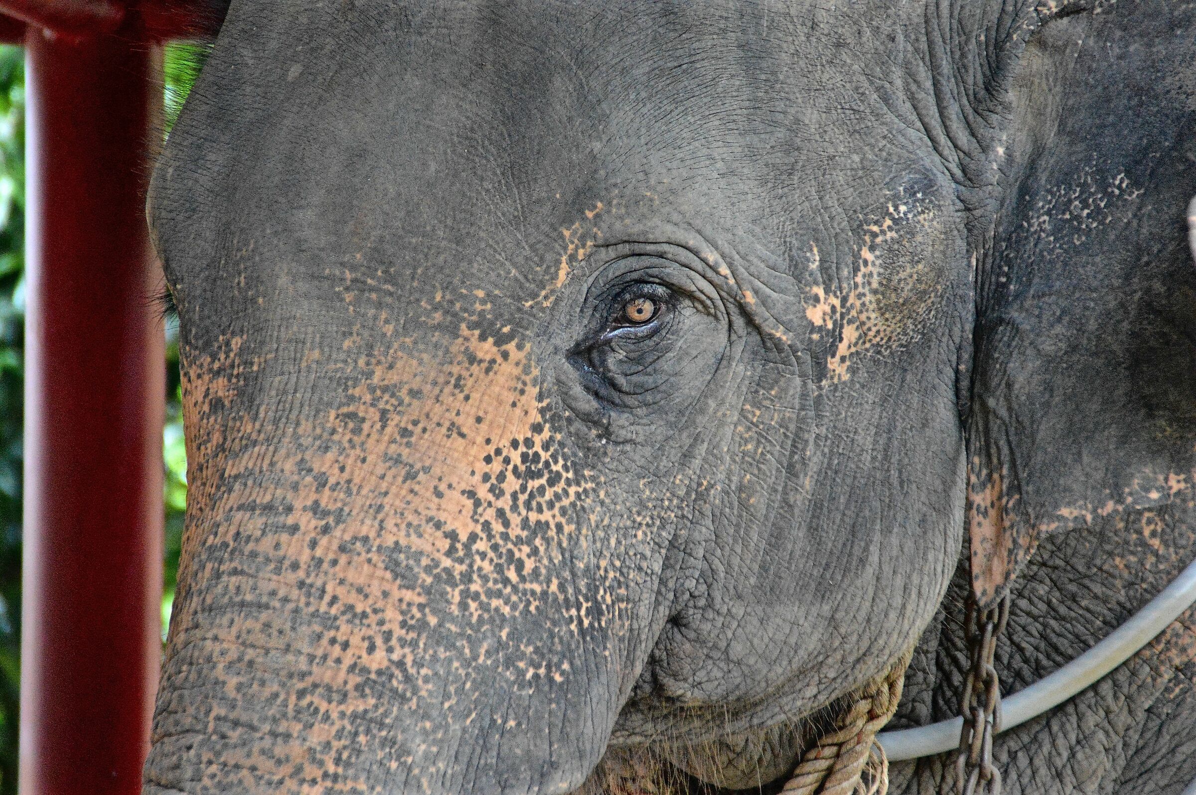 Thai Elephant at Work