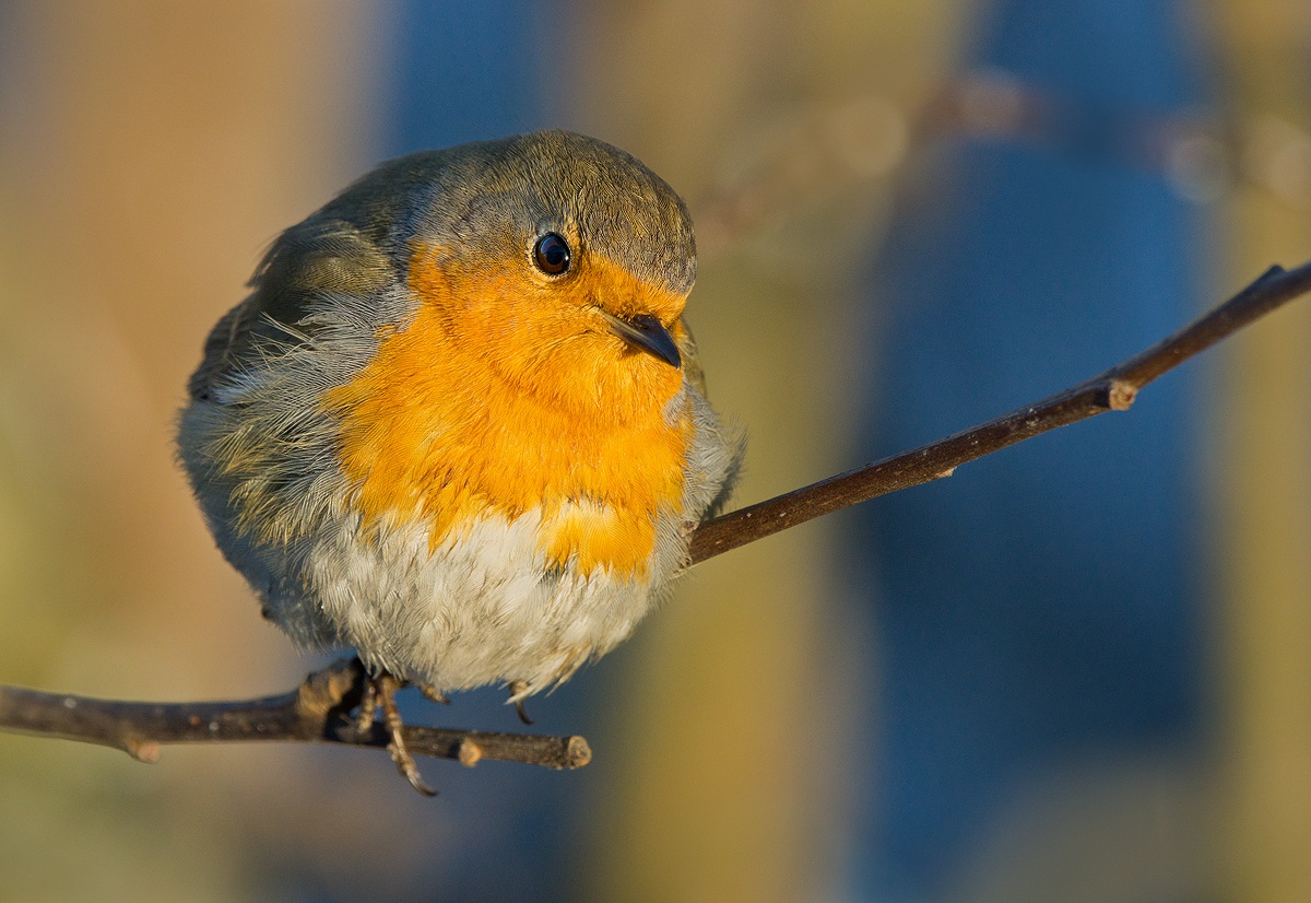 European Robin