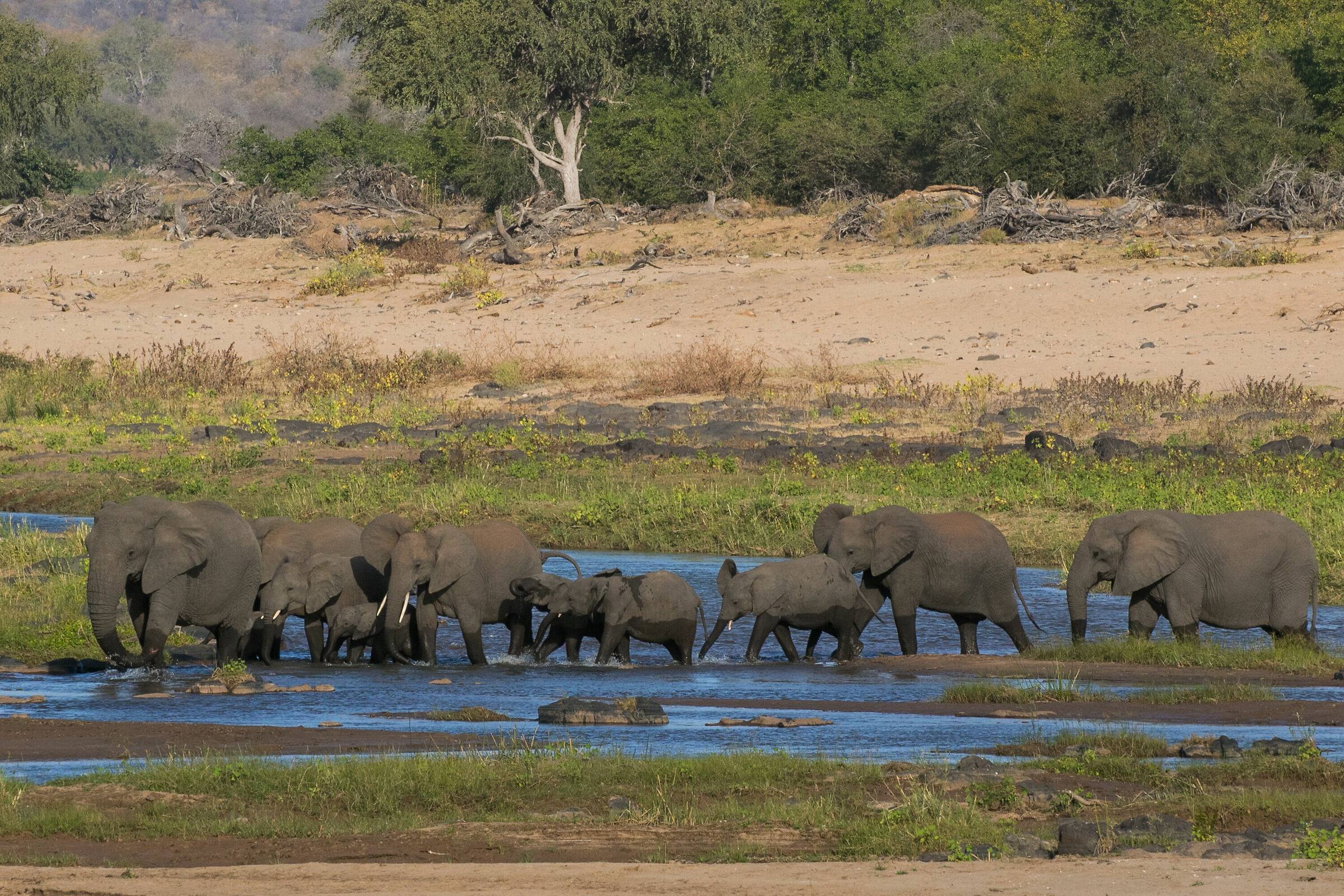 Di là del fiume e tra gli alberi