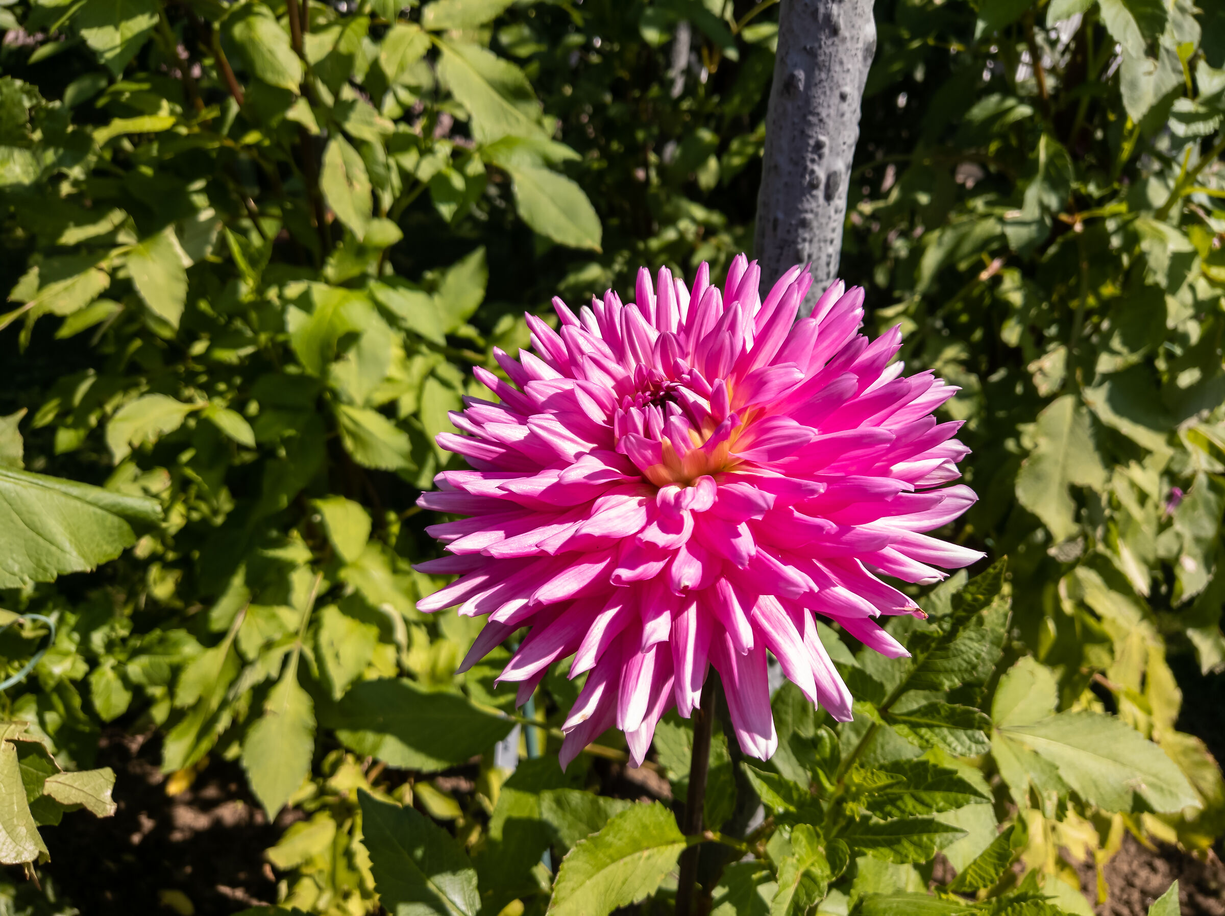 Dalia a Villa Taranto ( Verbania)