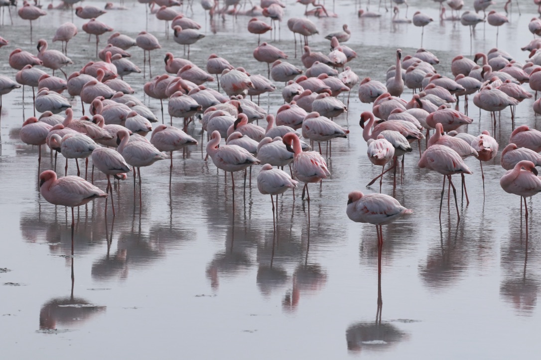 Namibia fenicotteri