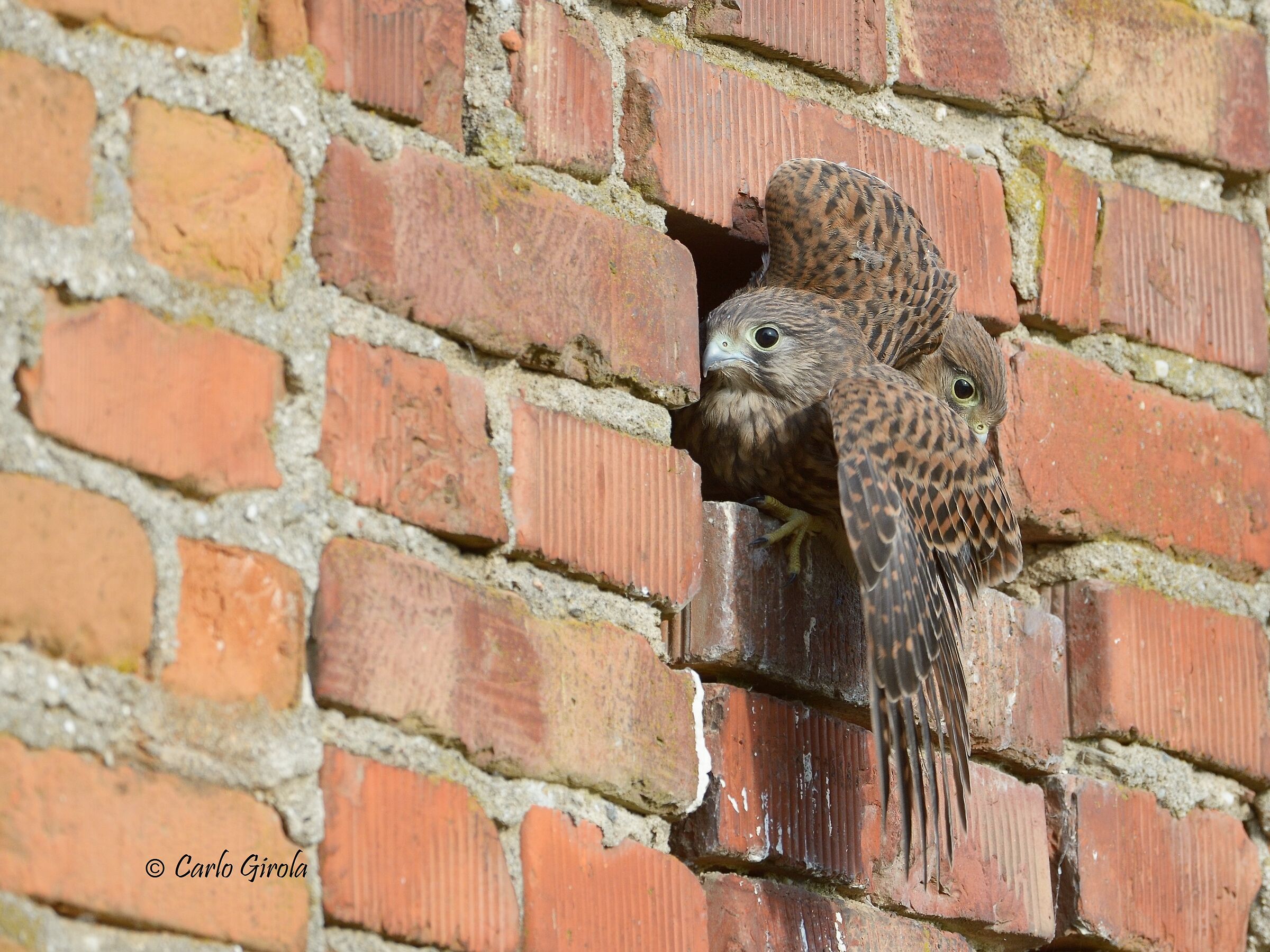 Gheppio (Falco tinnunculus)