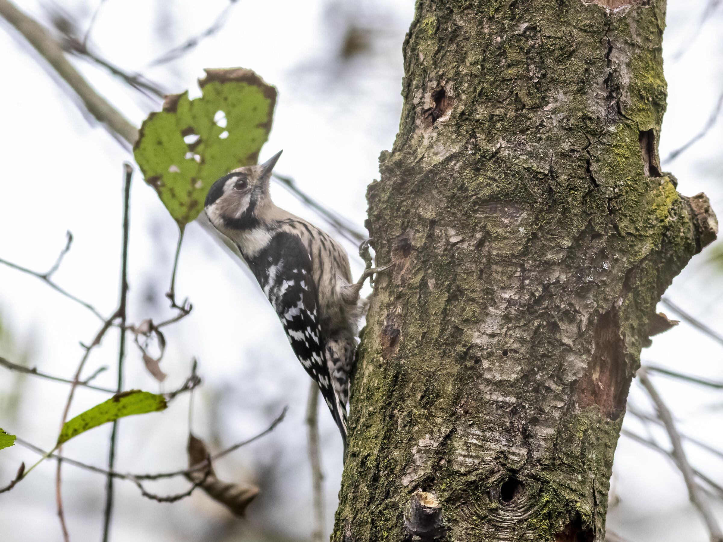 Picchio rosso minore