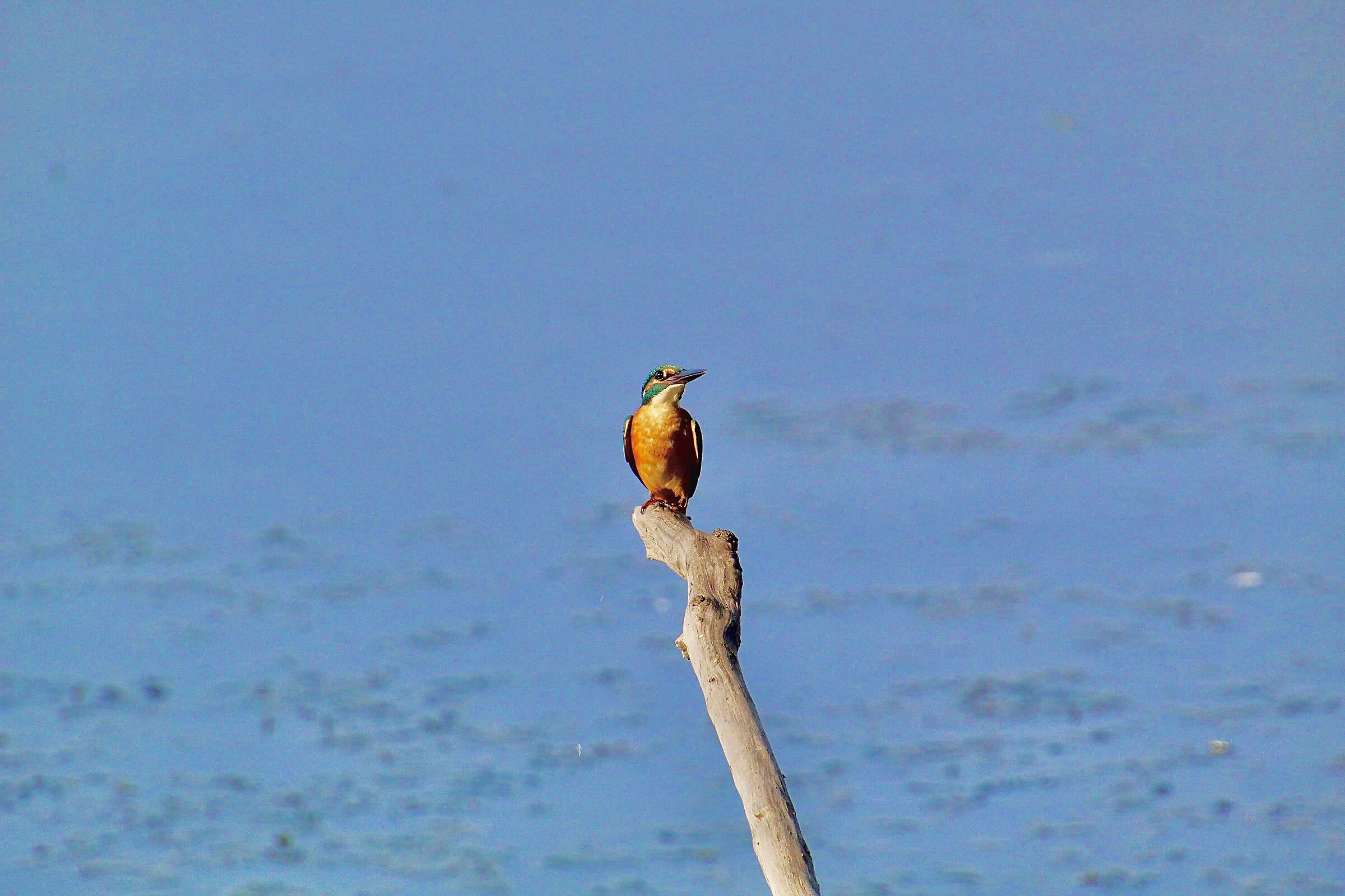 Kingfisher