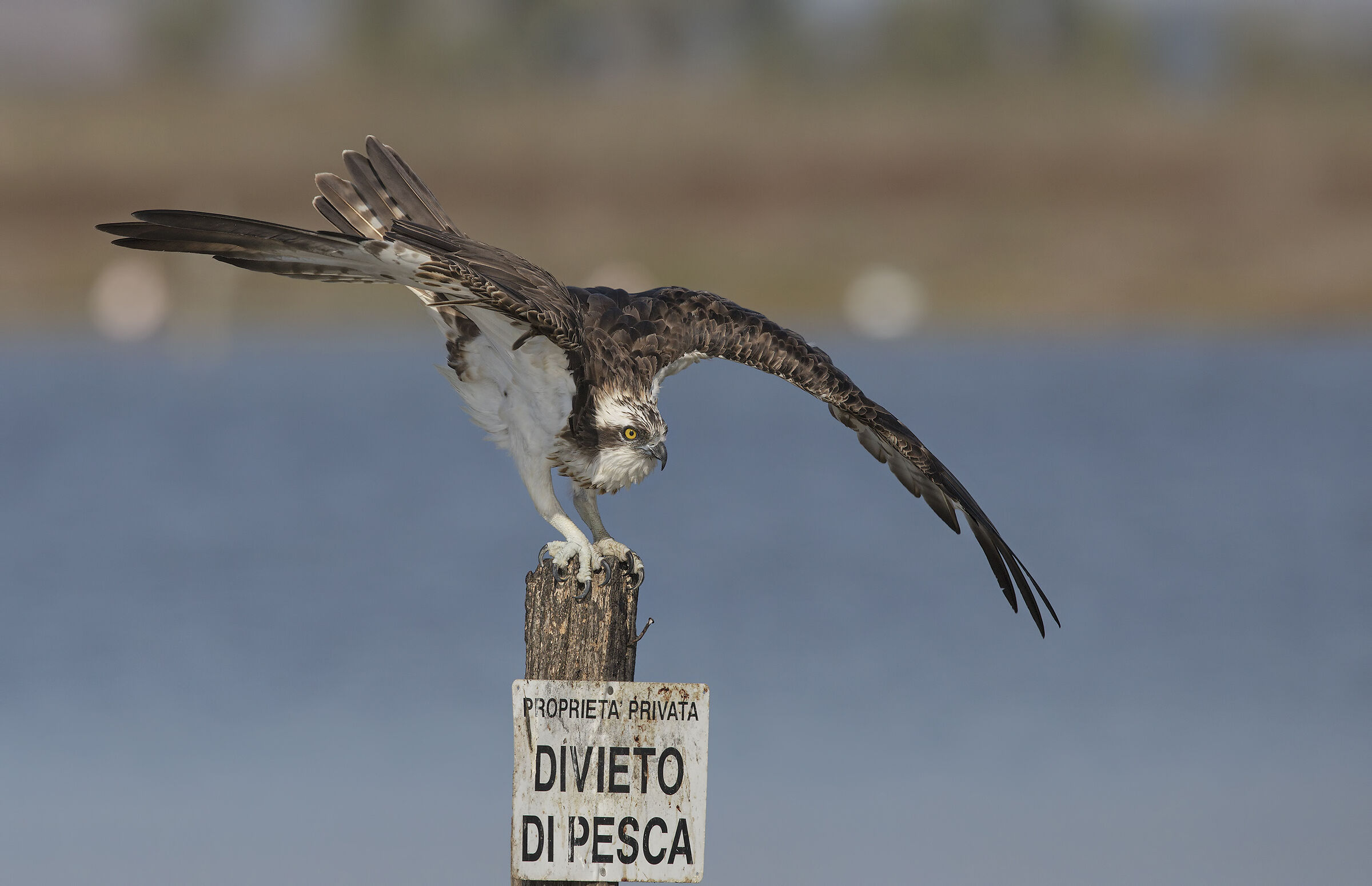 falco pescatore
