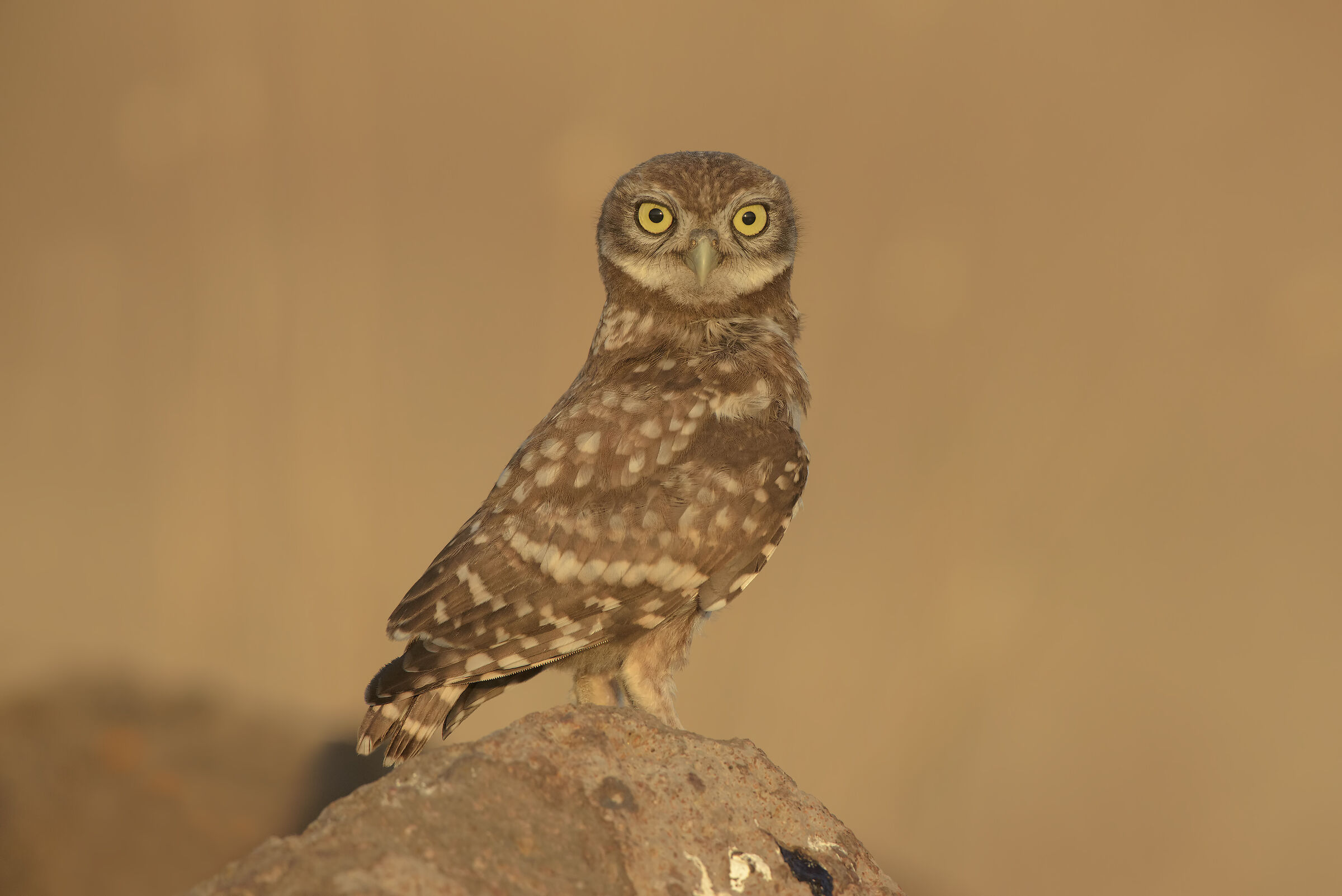 young owl at sunset