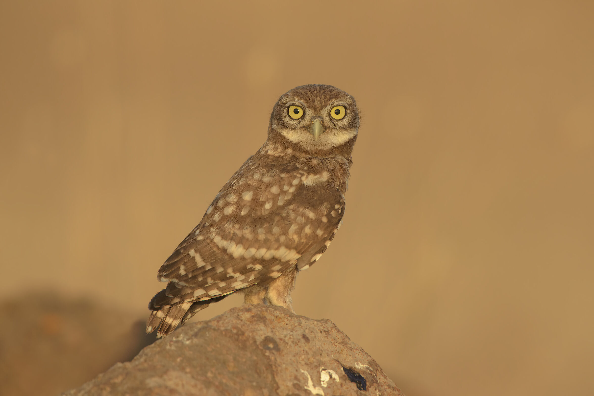 young owl at sunset