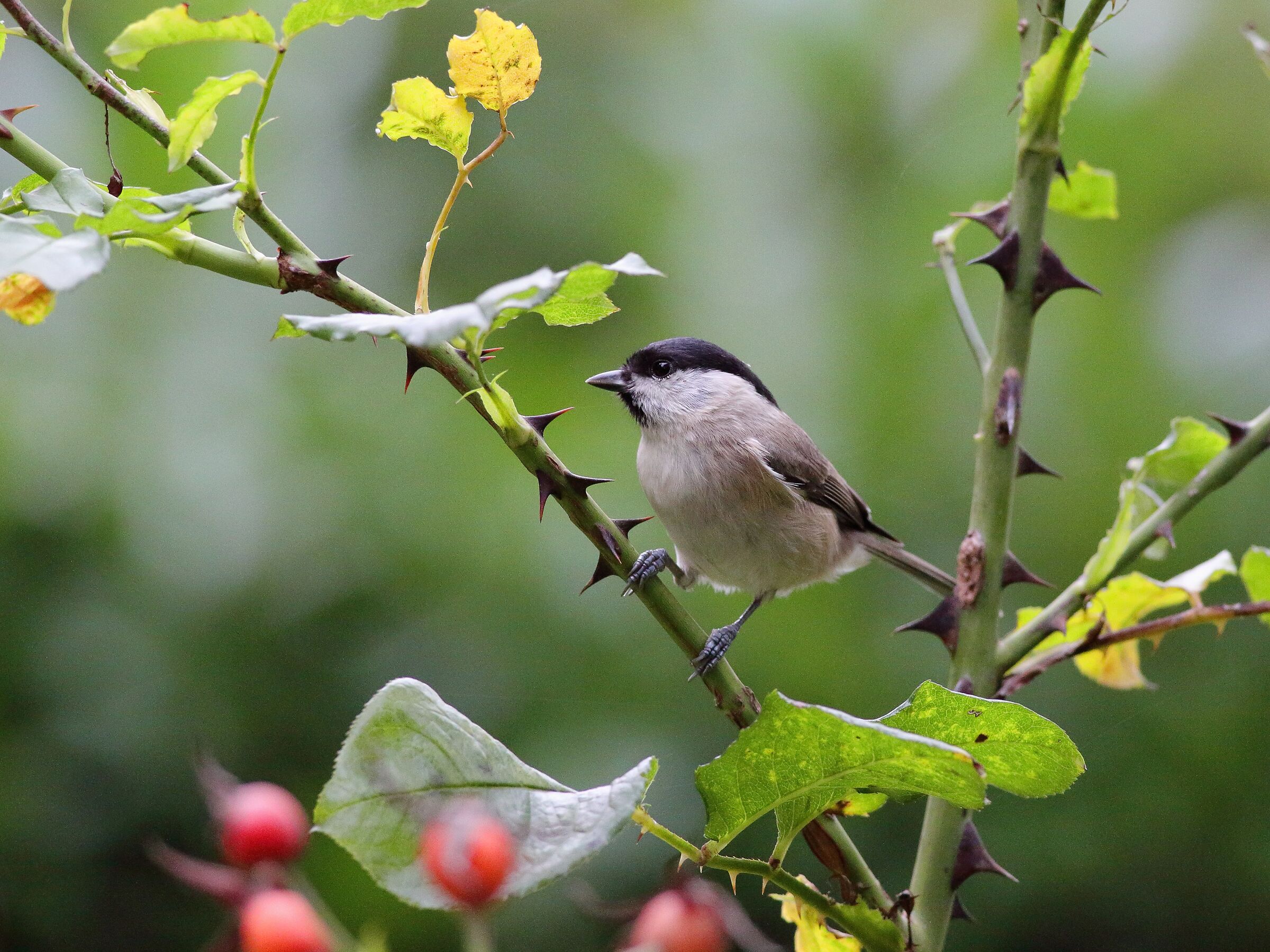Parus palustris o cincia bigia