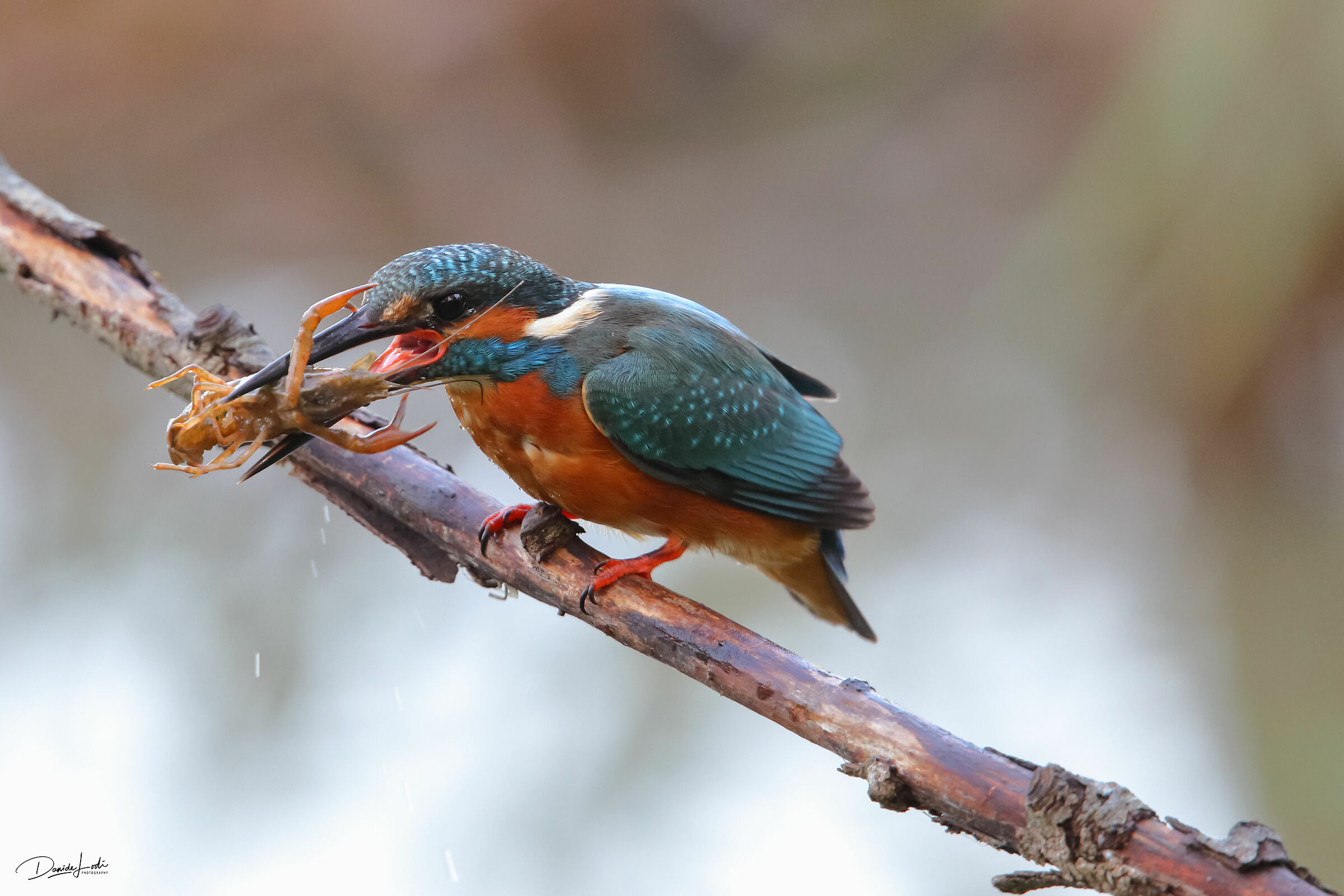 Oggi menù di gamberi