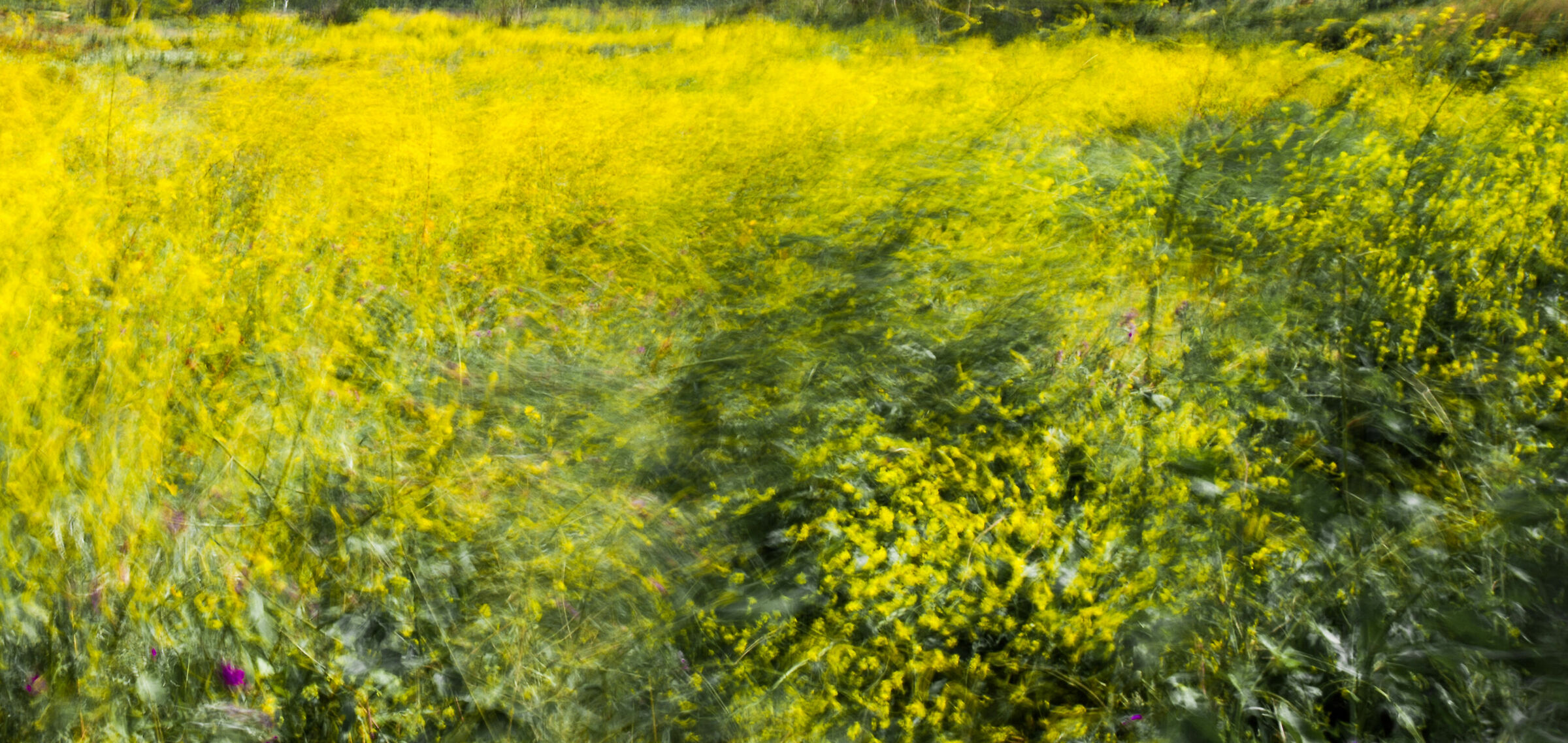 broom scourged by the syrup