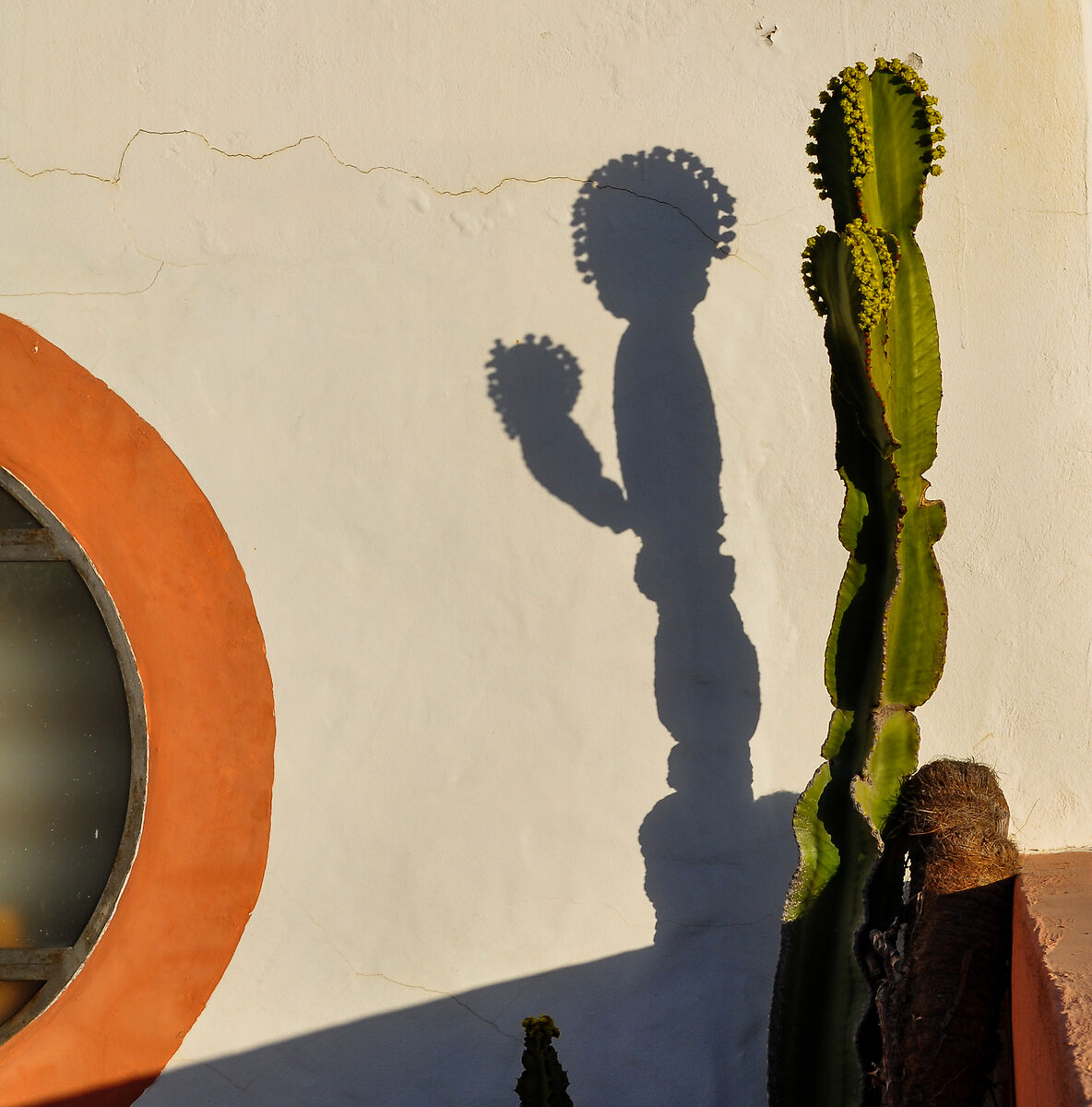 in the shade of the cactus