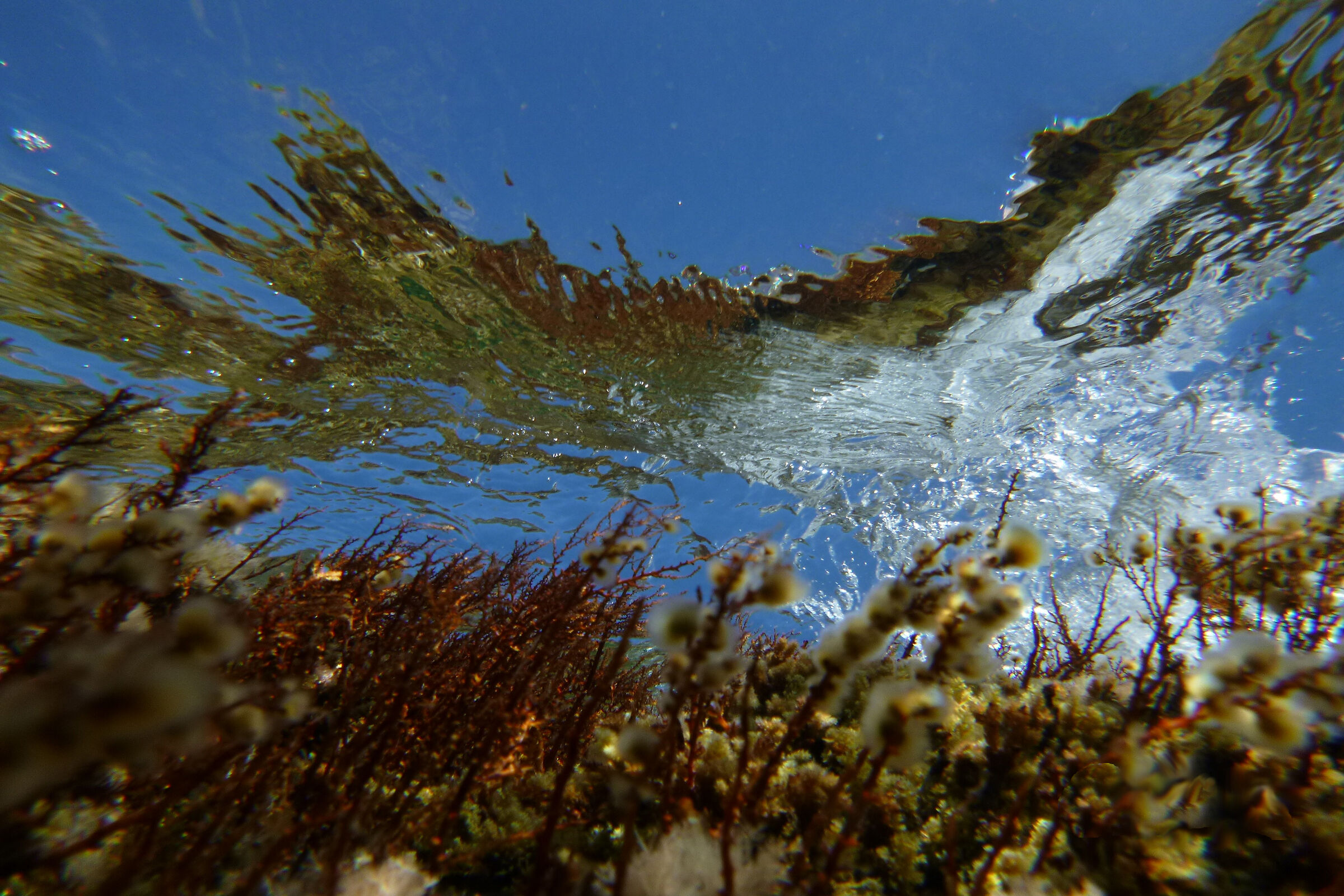Fishview at Cap Corse
