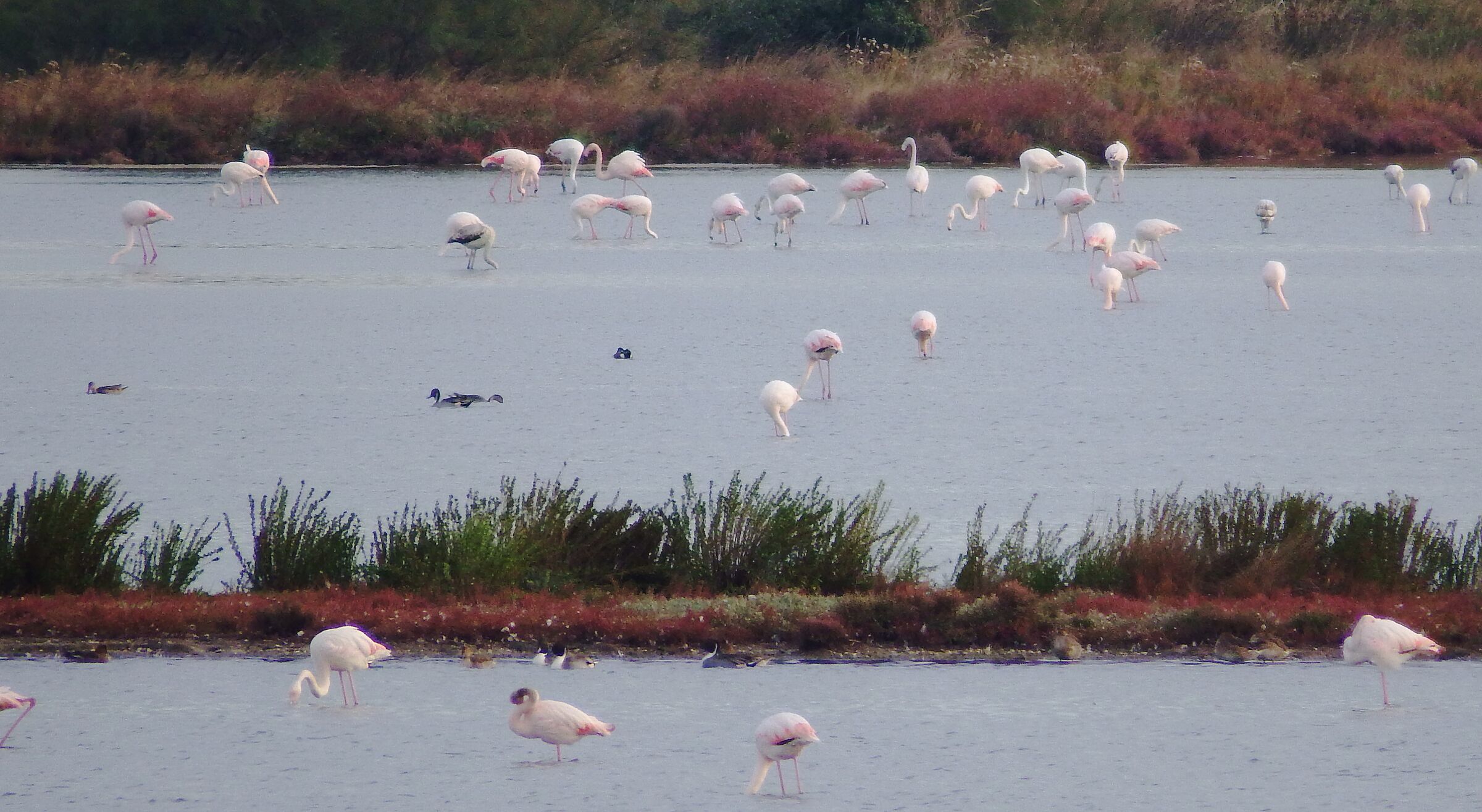 Fenicotteri, finalmente