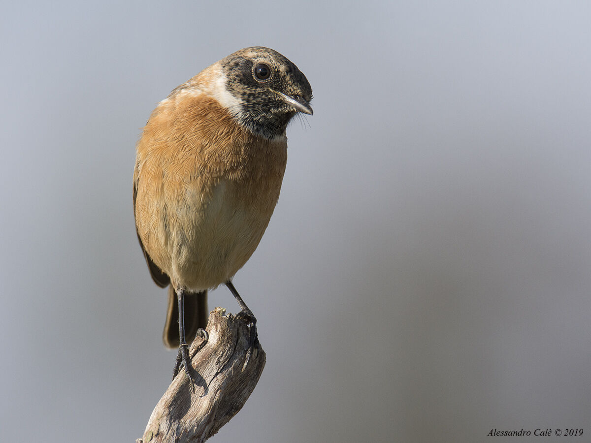 Saxicola rubetra (Saltimpalo) 3618
