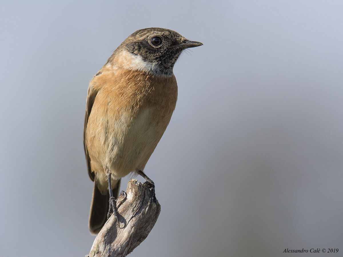 Saxicola rubetra (Saltimpalo) 3622