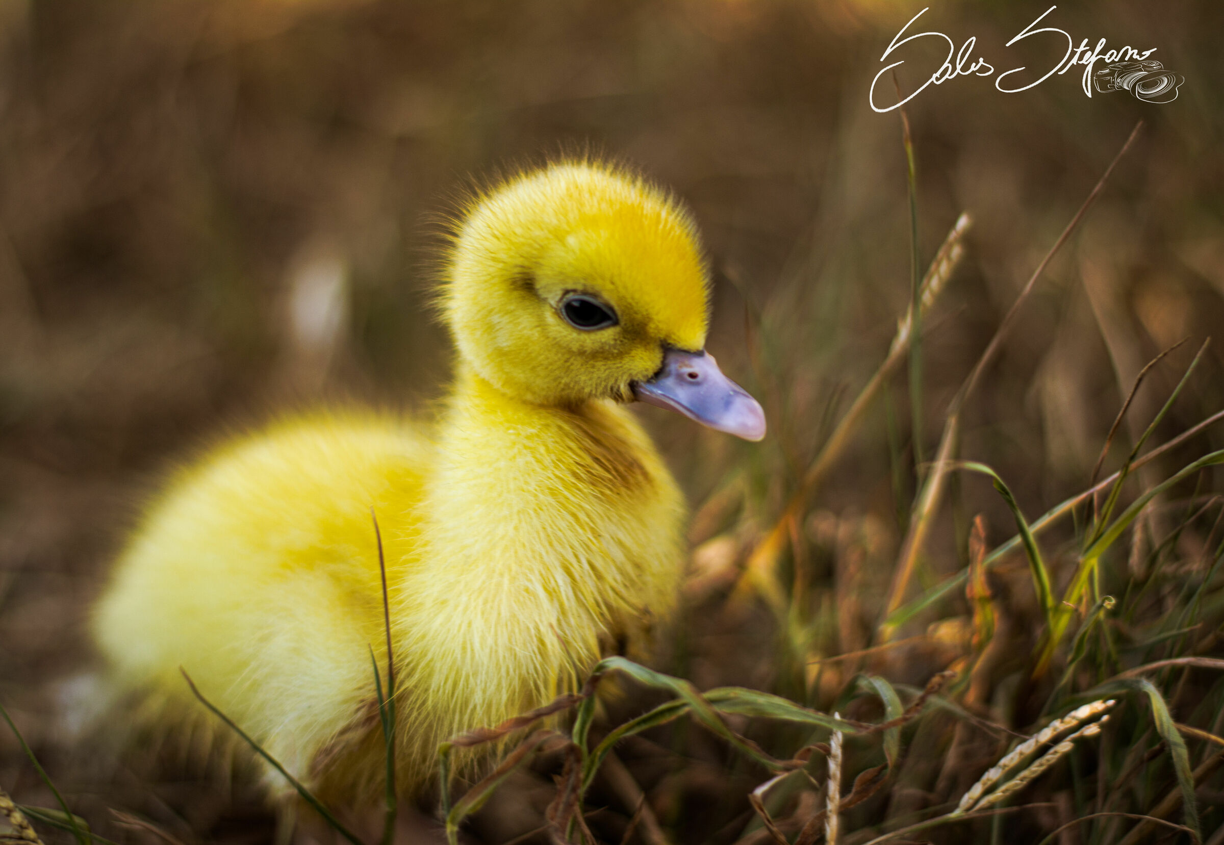 little duck