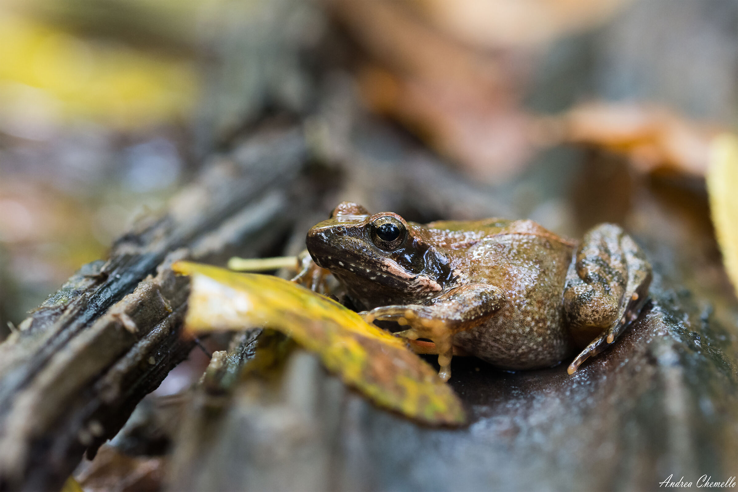 Apennine Frog (Italian Frog)