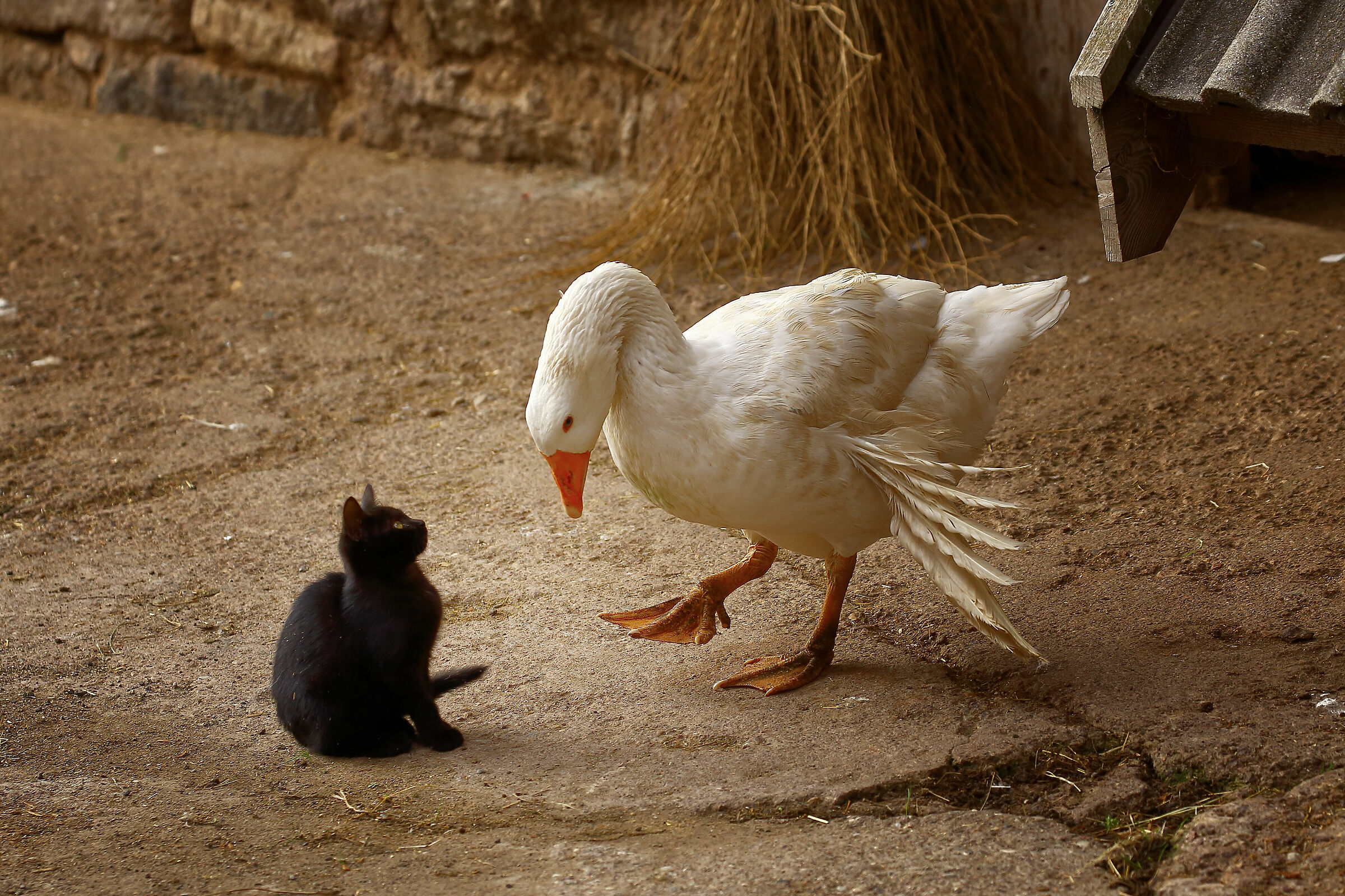 Sei tu la mia mamma?