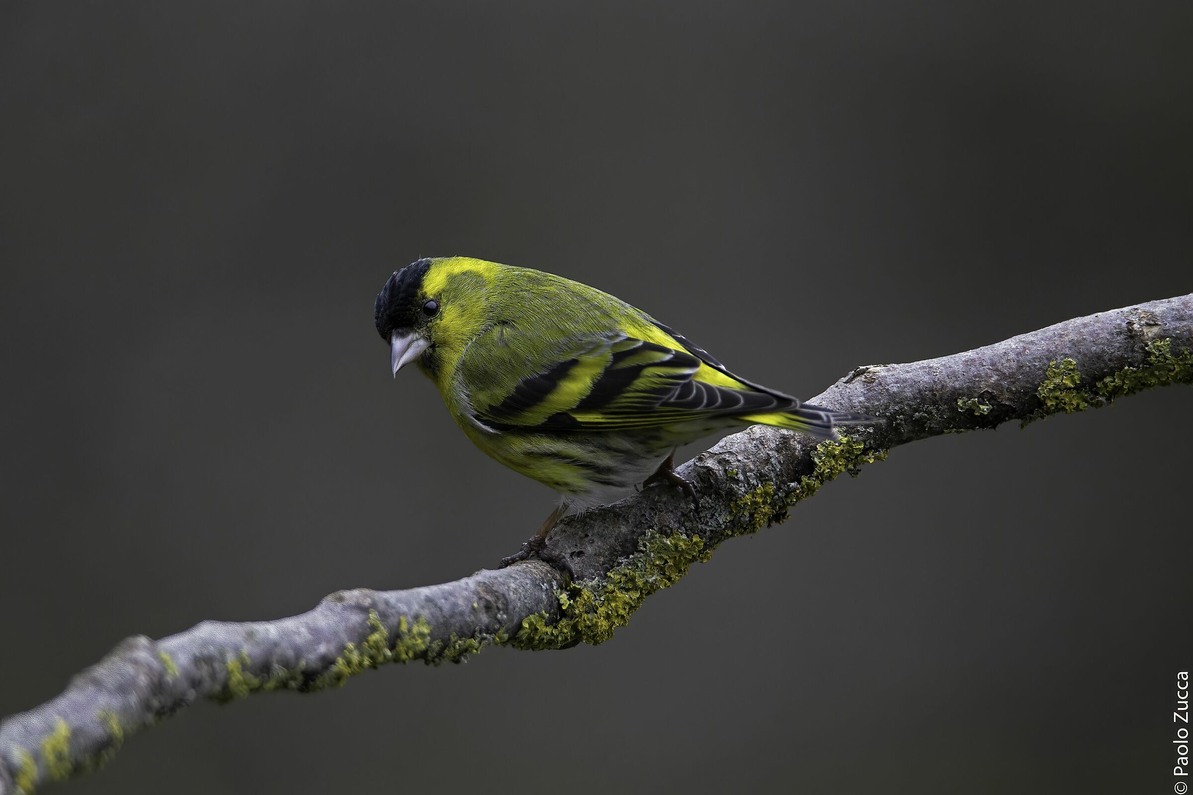 Shine like a Lucherino in the dark