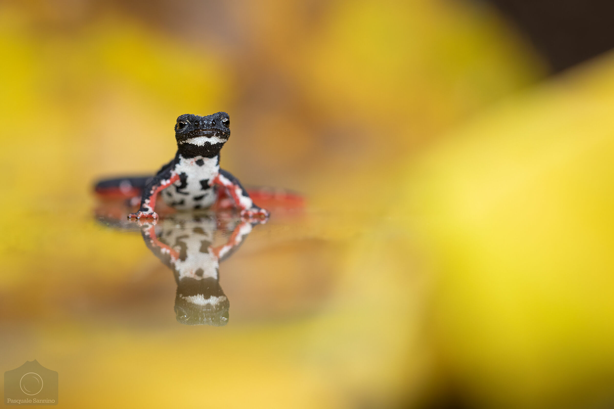 Perspicillata Salamandine. Autumn Foliage.