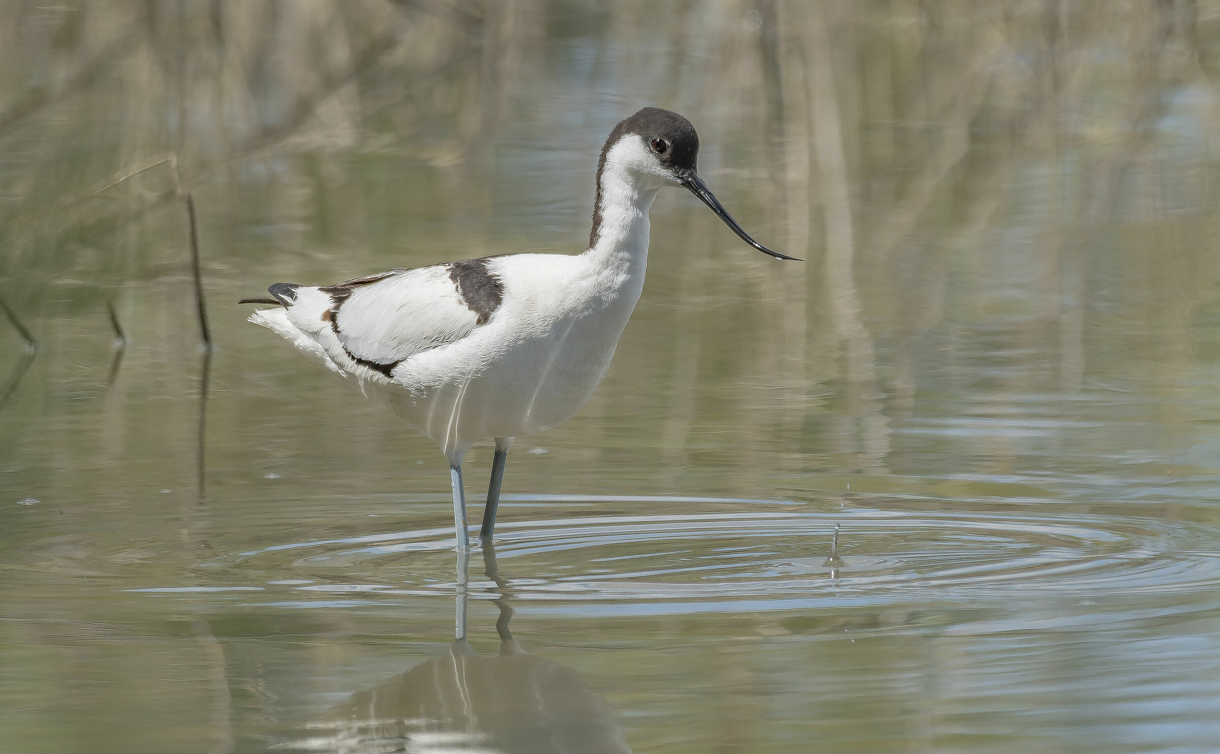 Avocetta