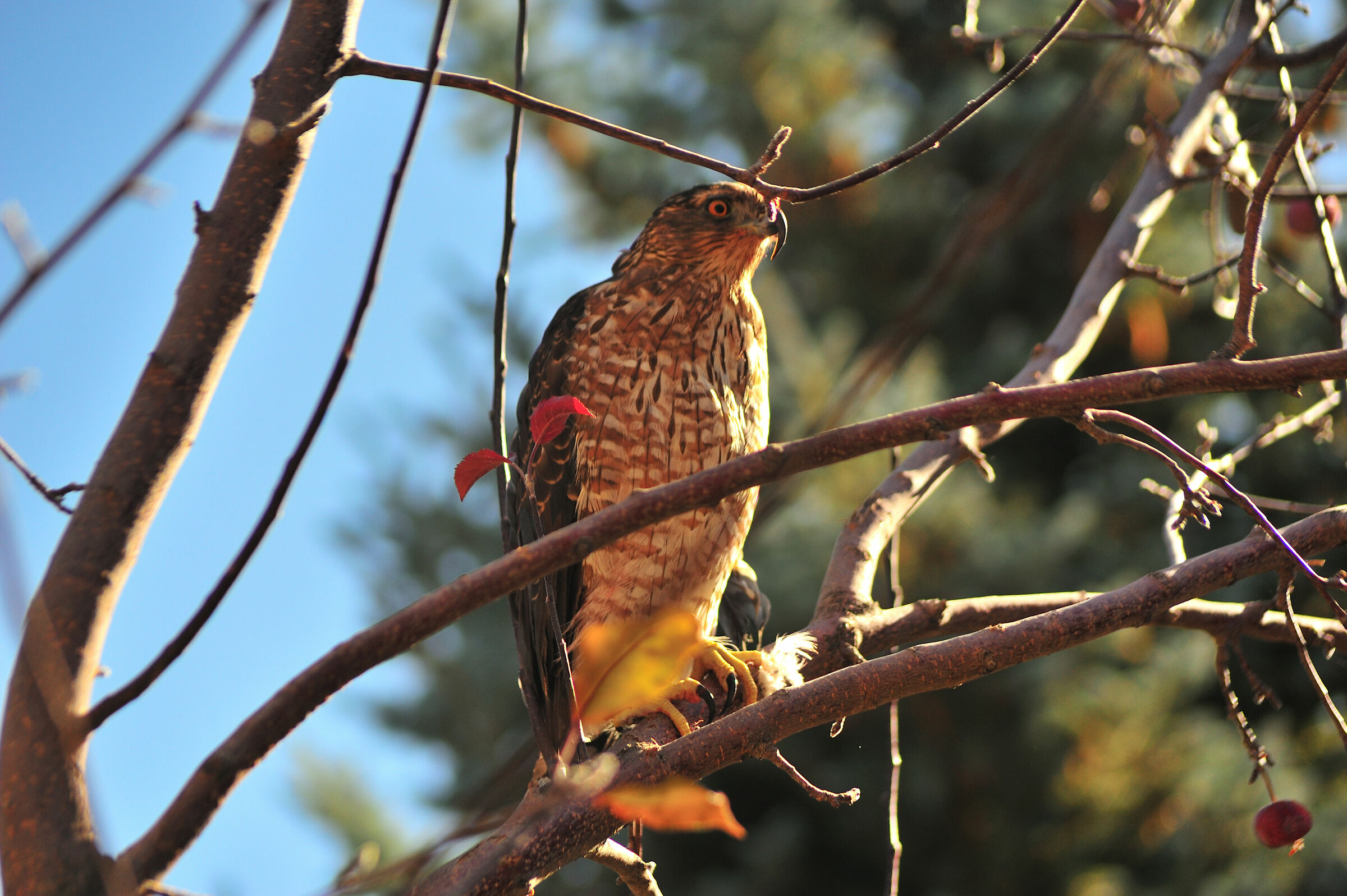 Jaeger all'età di 1 anno 4 mesi e molting