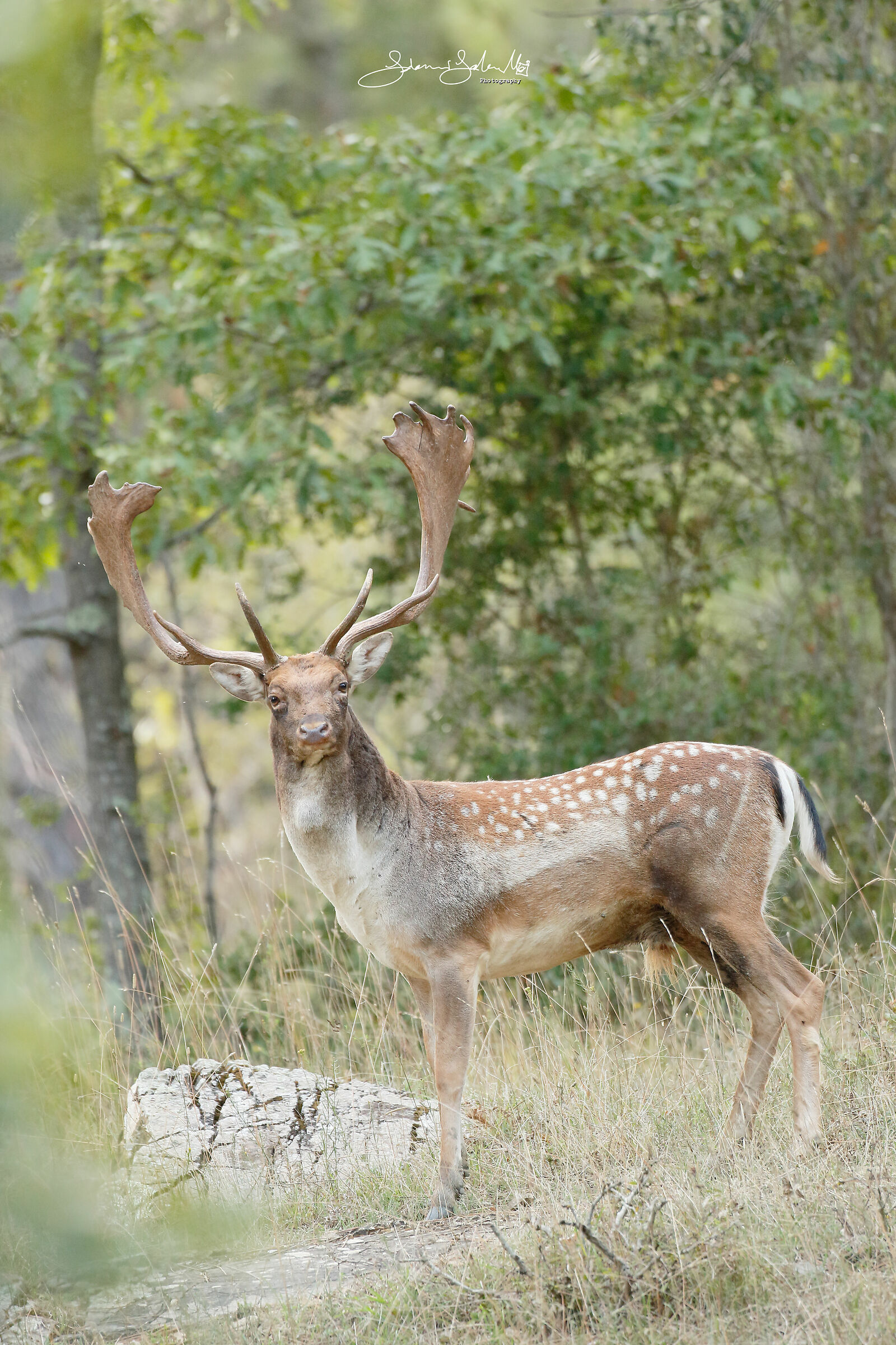 Ritratto di Palancone (Dama dama, Linnaeus, 1758)