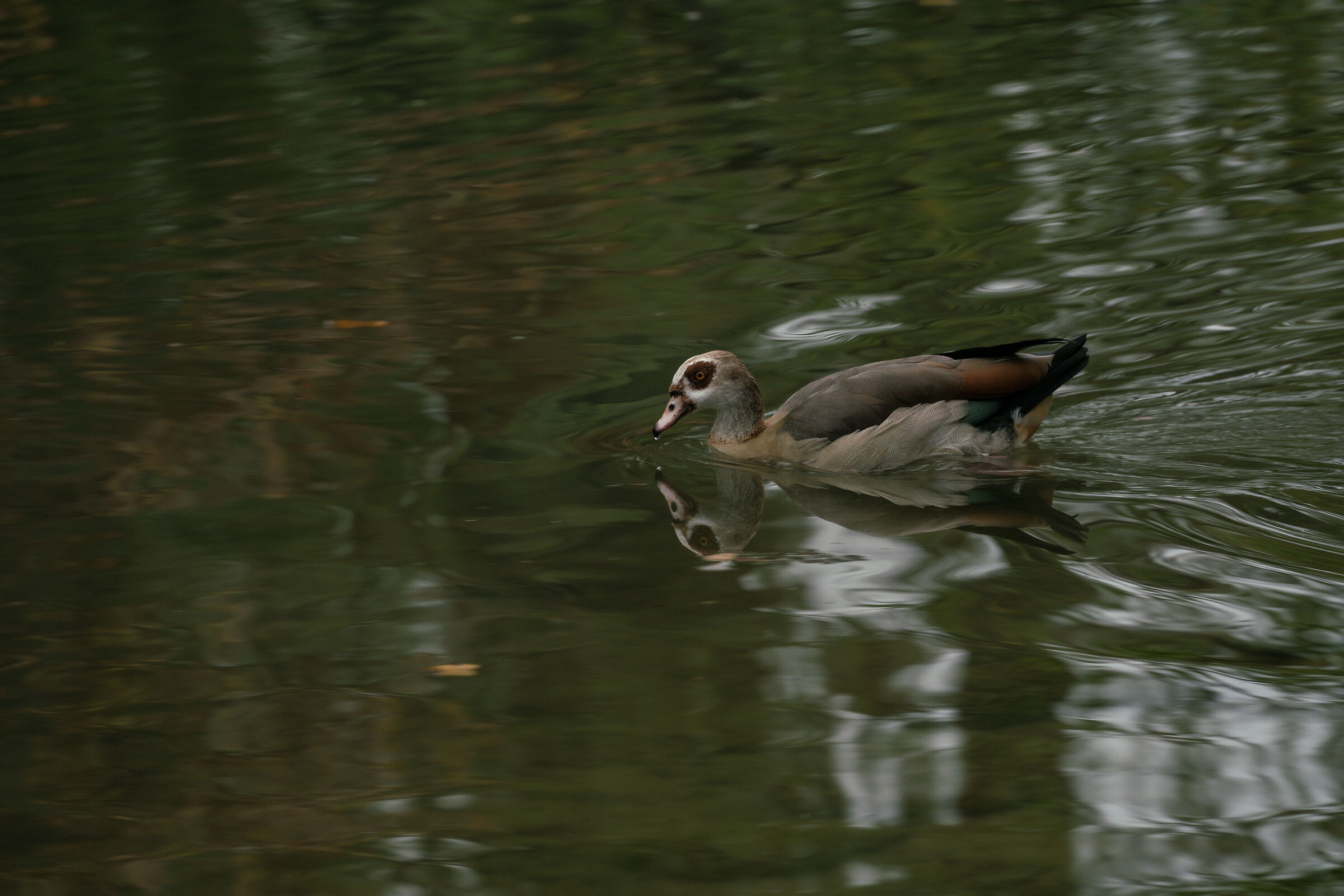 Egyptian goose