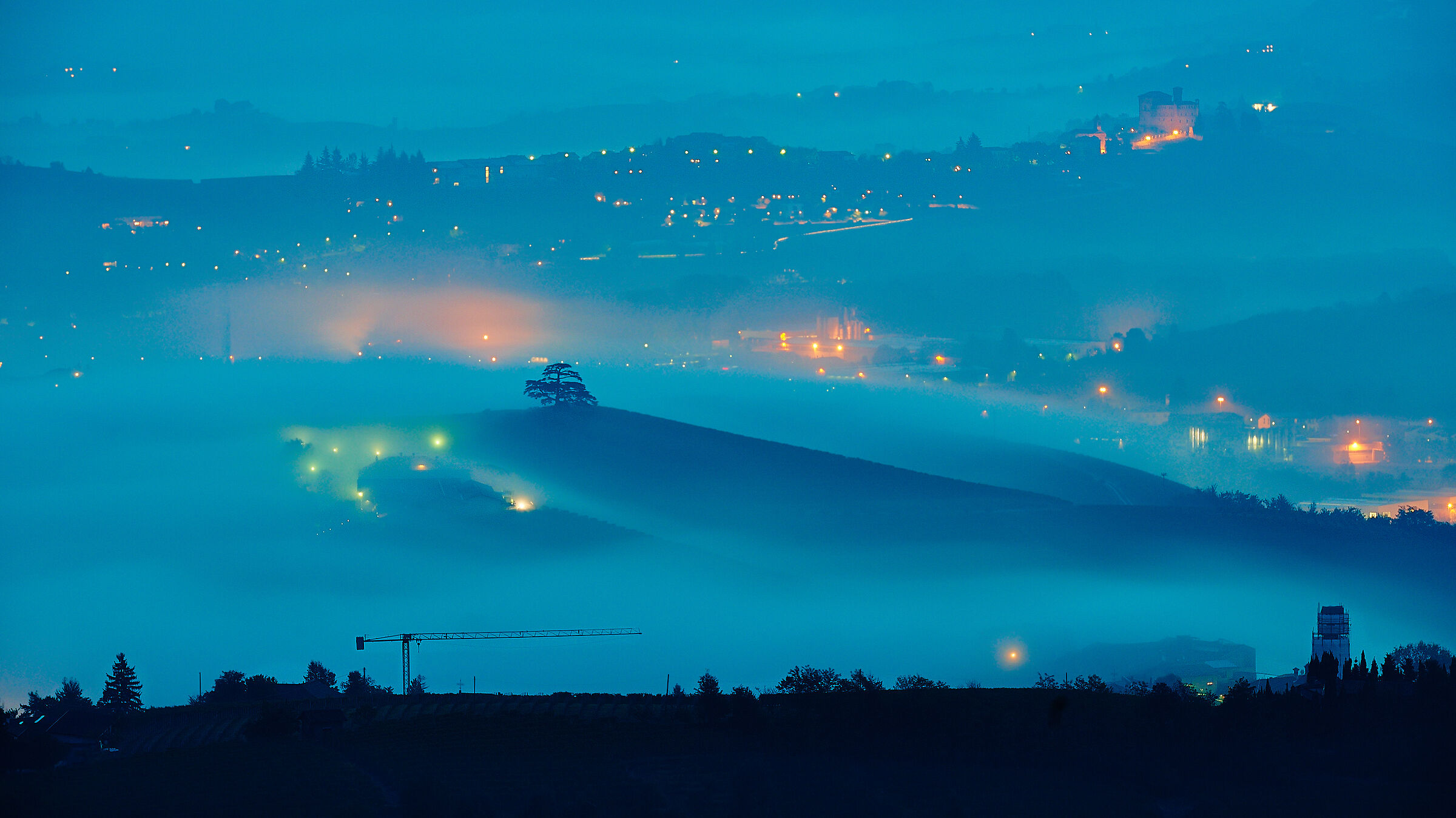The old Cedar of Lebanon... In the Langhe