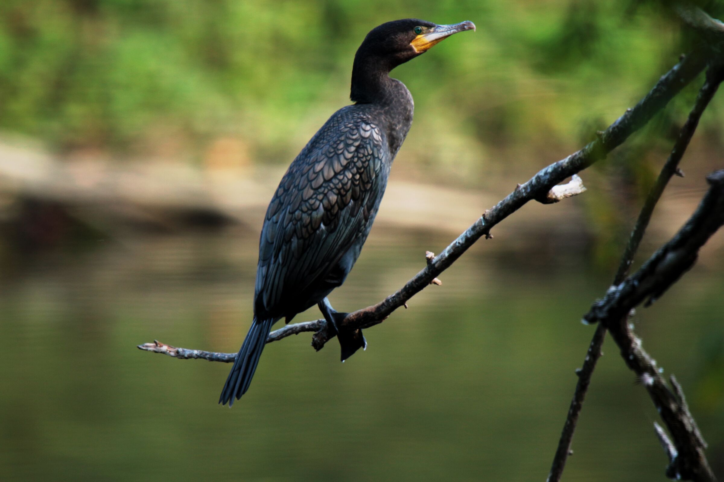 the cormorant waiting you look around