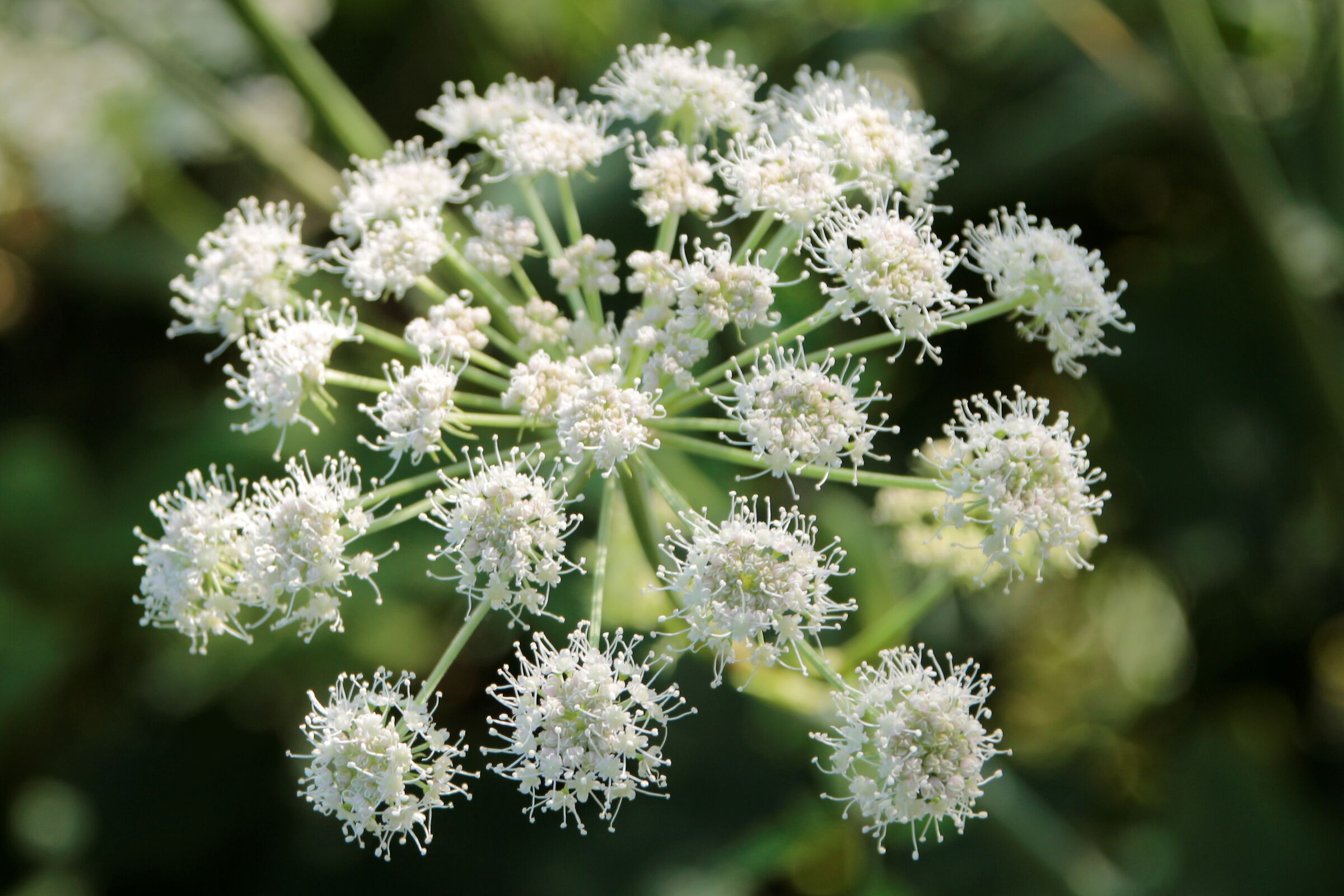 fiore a fuoco d' artificio