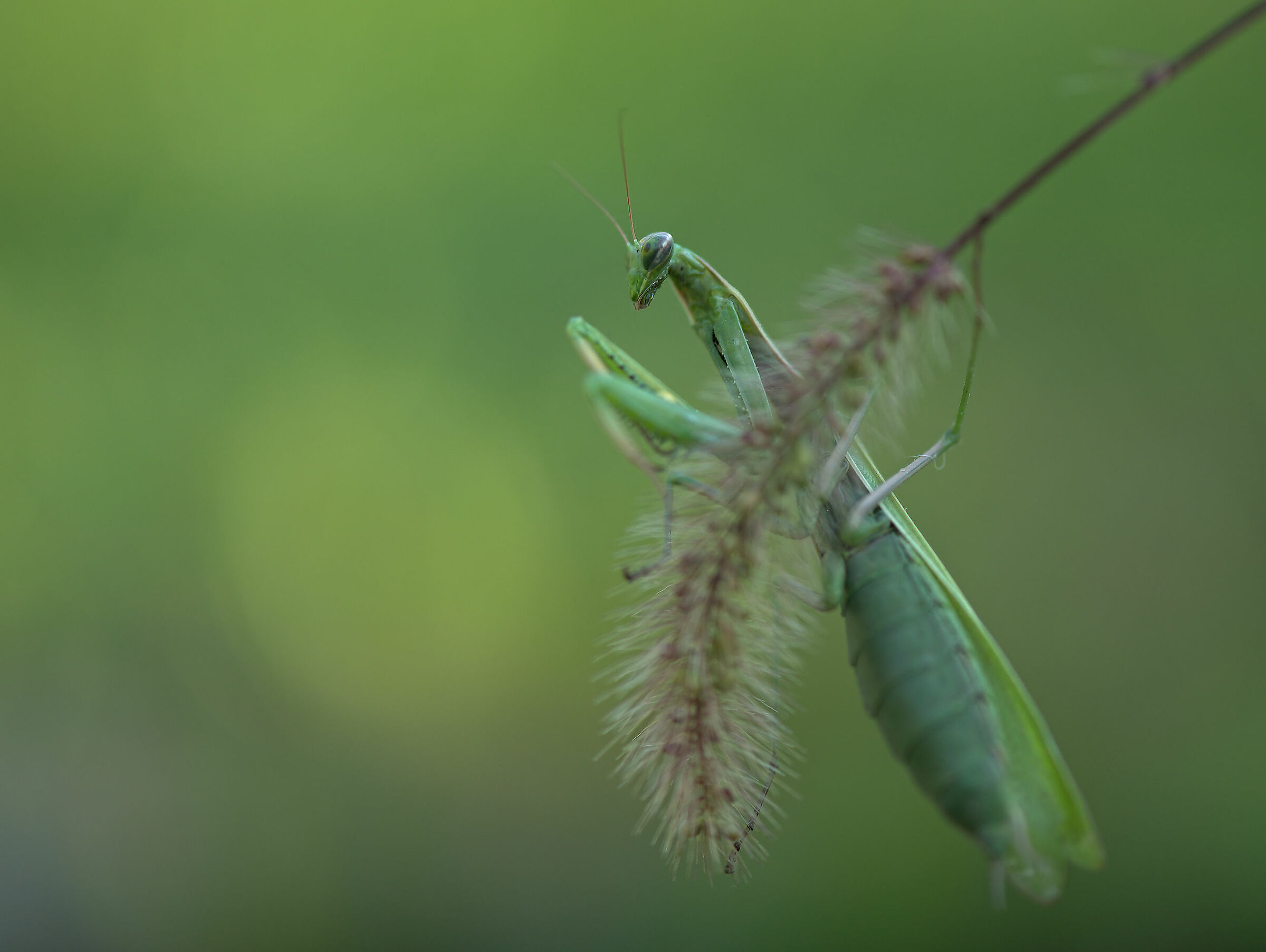 Religious mantis