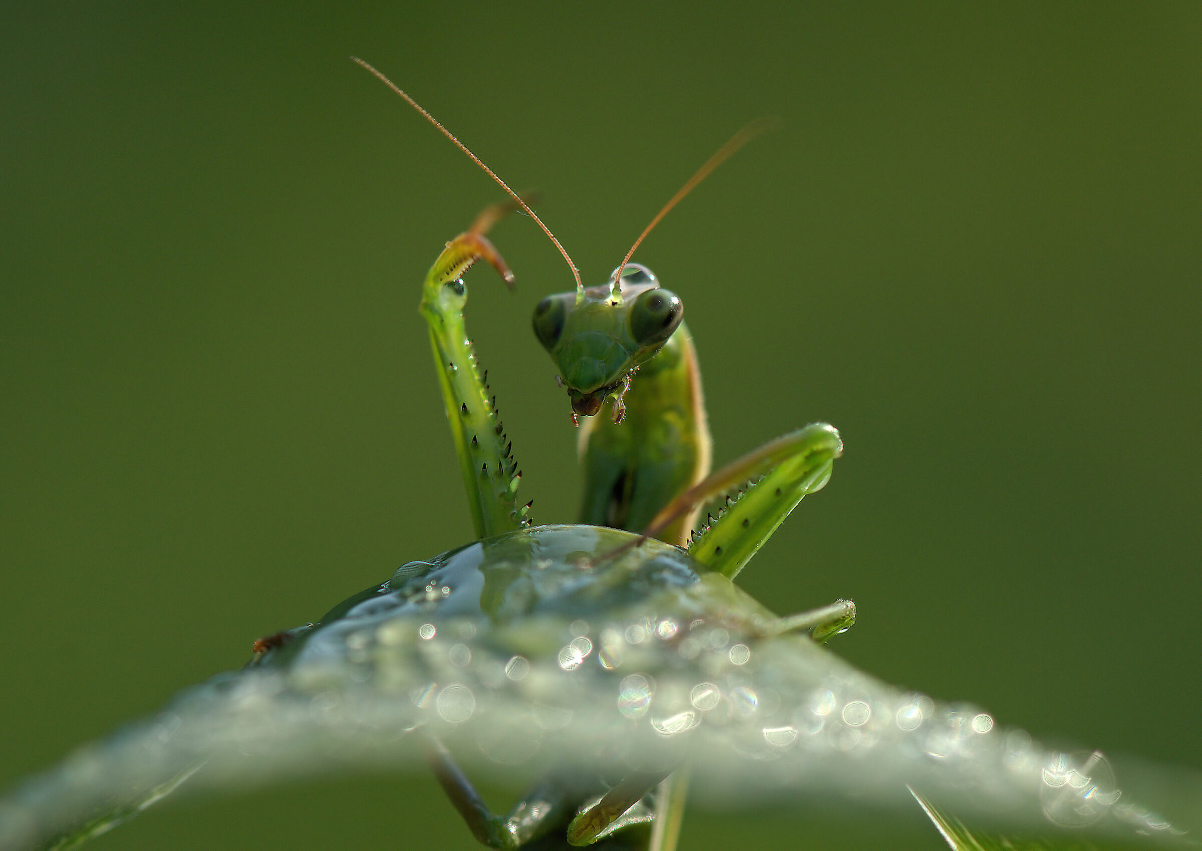 Religious mantis