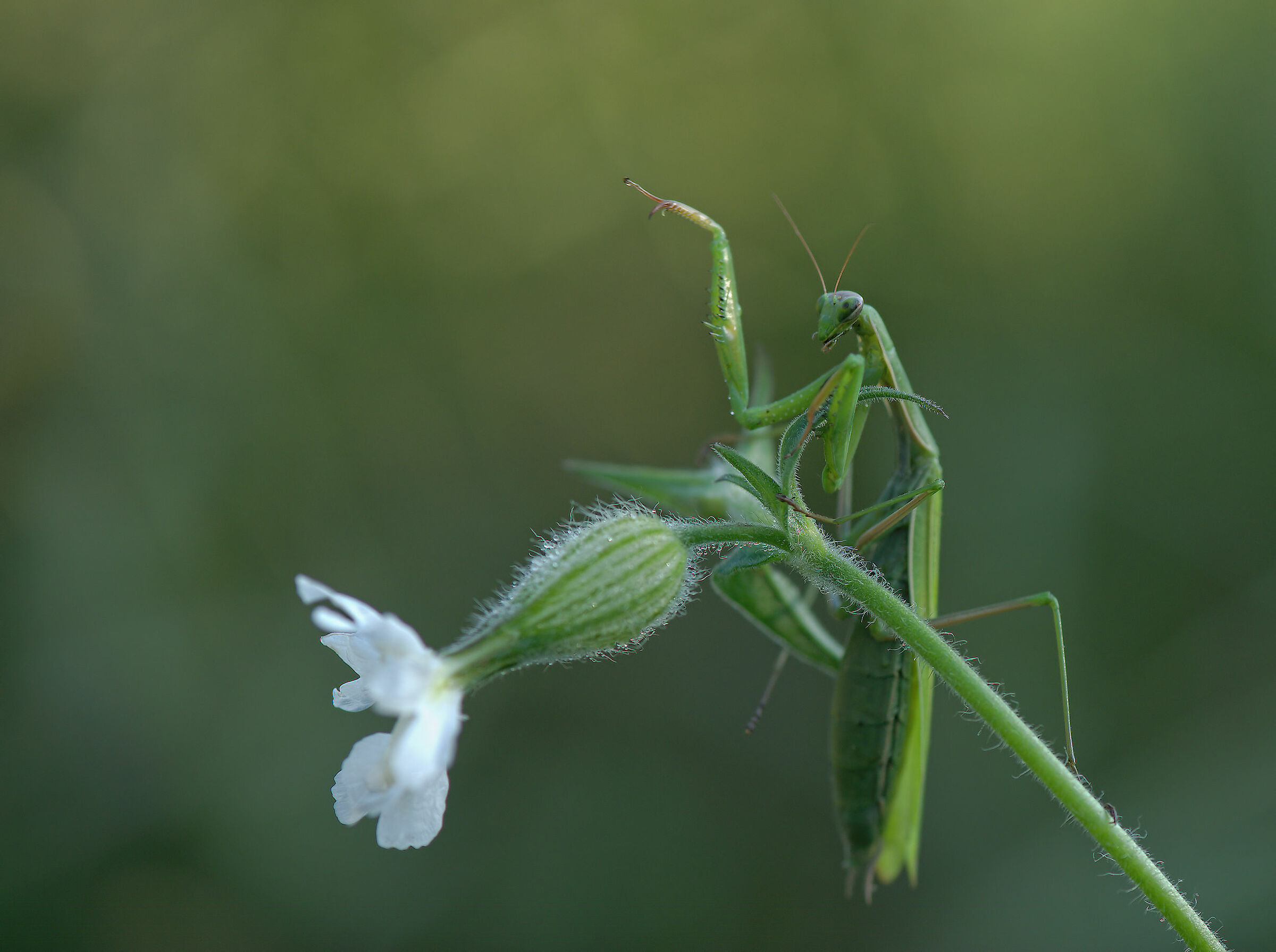Religious mantis