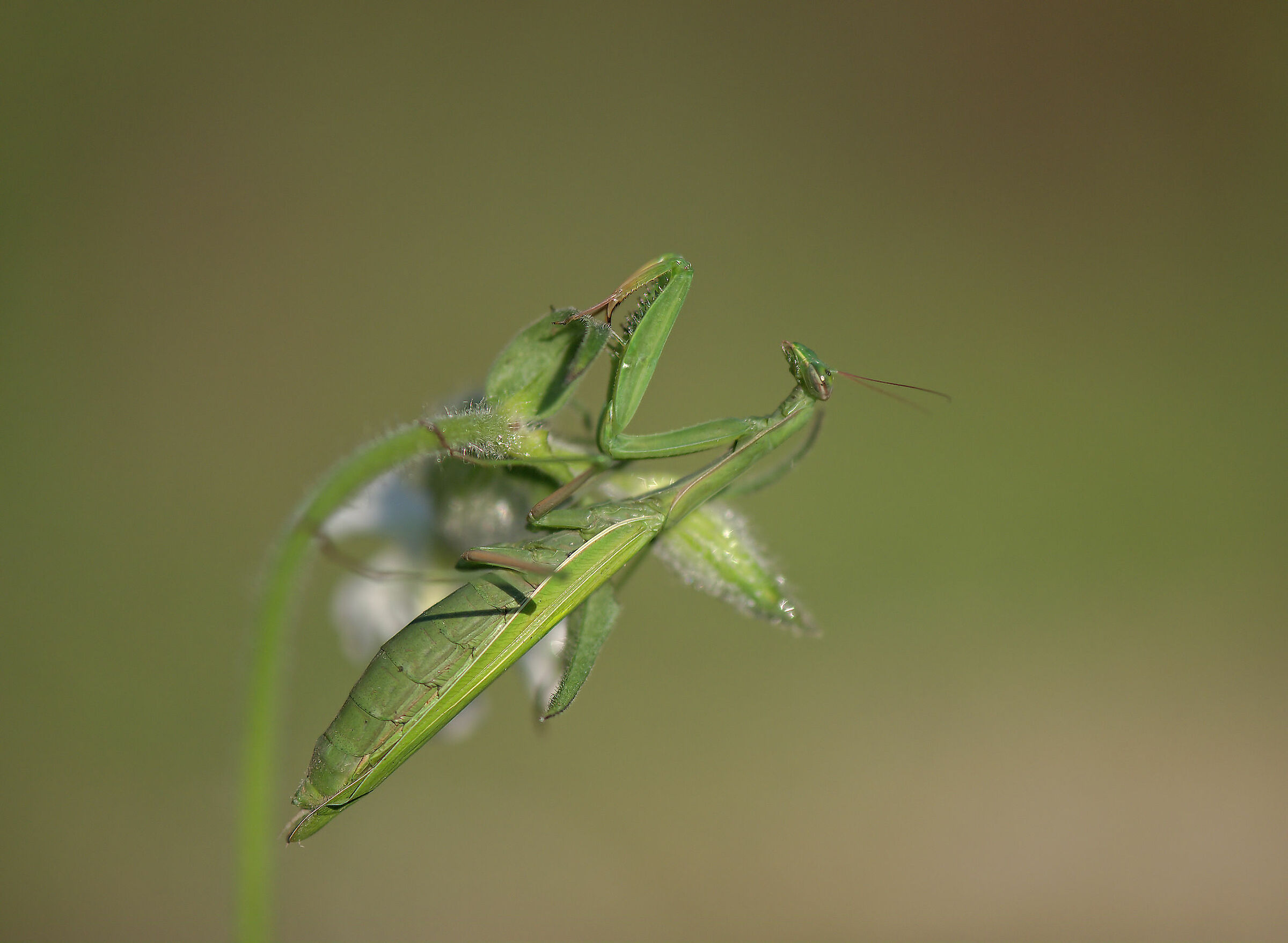 Religious mantis