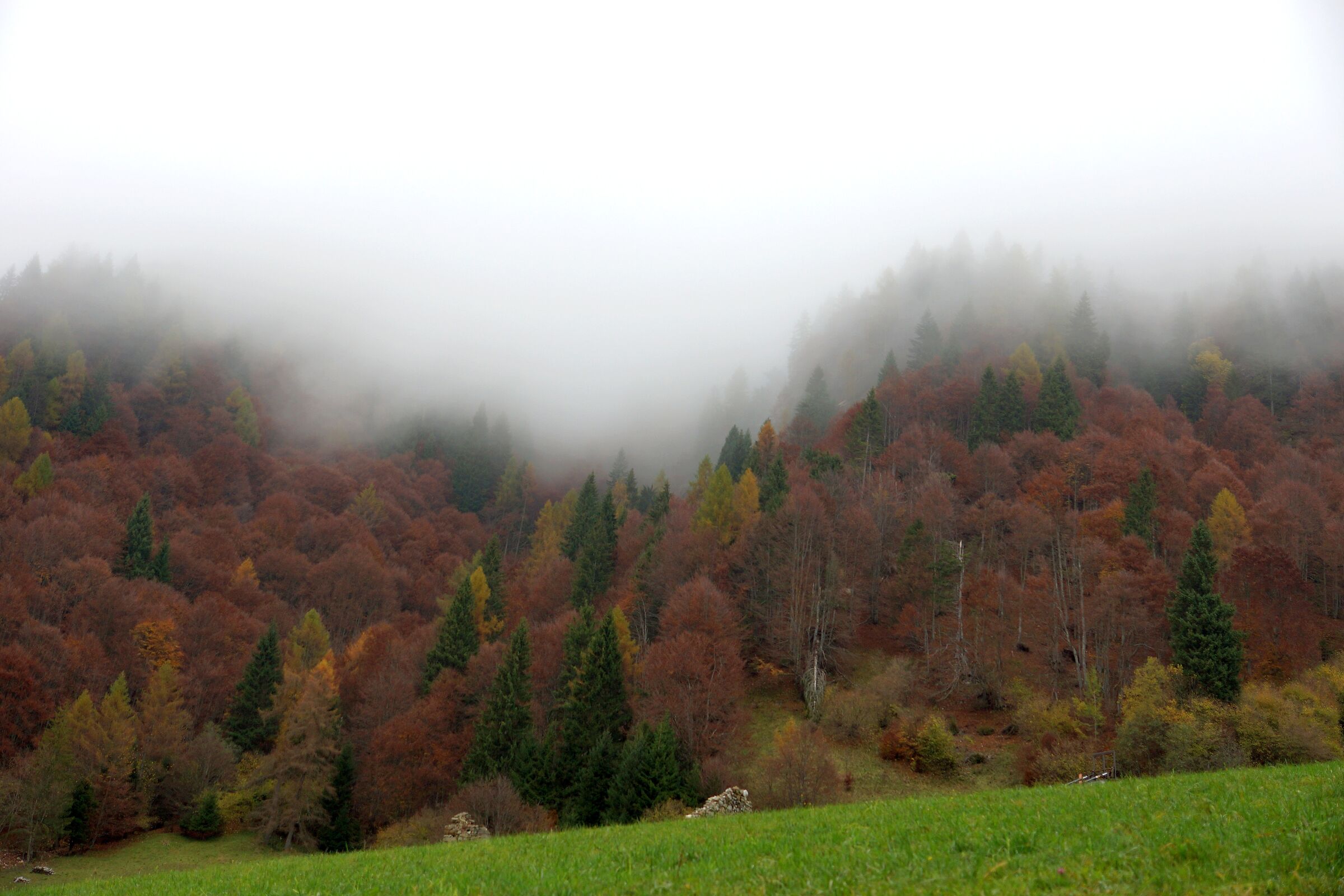 nebbia d' autunno