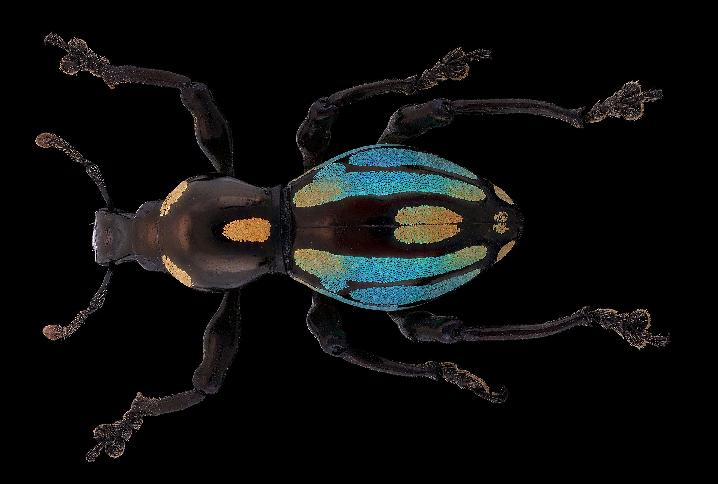 Pachyrhynchus dohrni