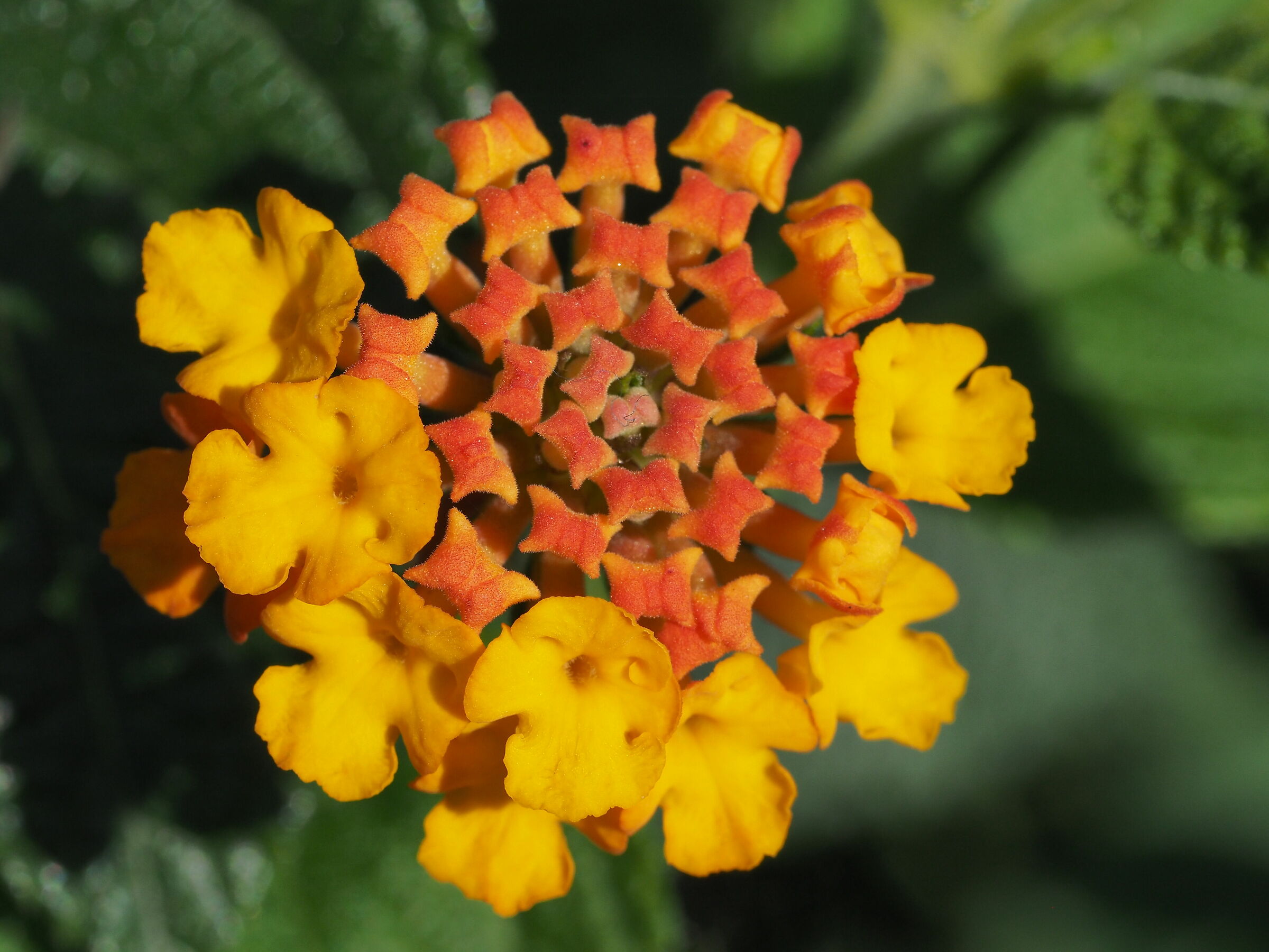 Piccole "Farfalline"2