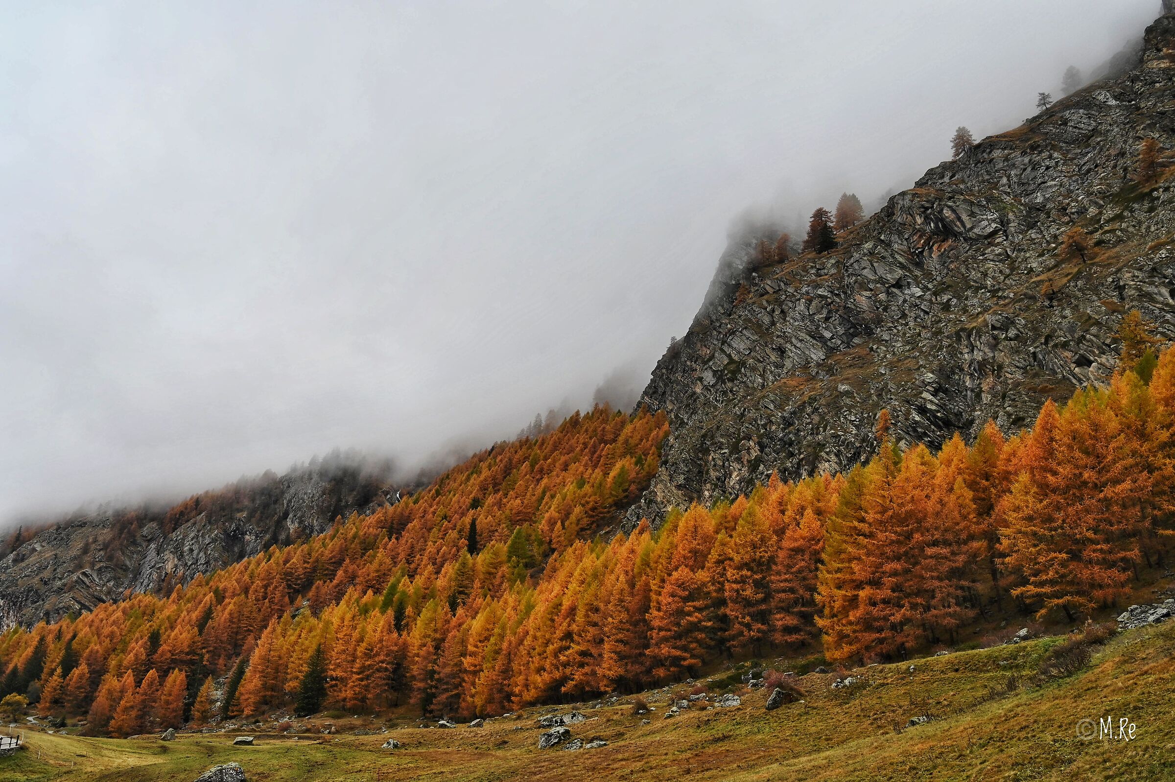 Bosco a Valnontey - Cogne