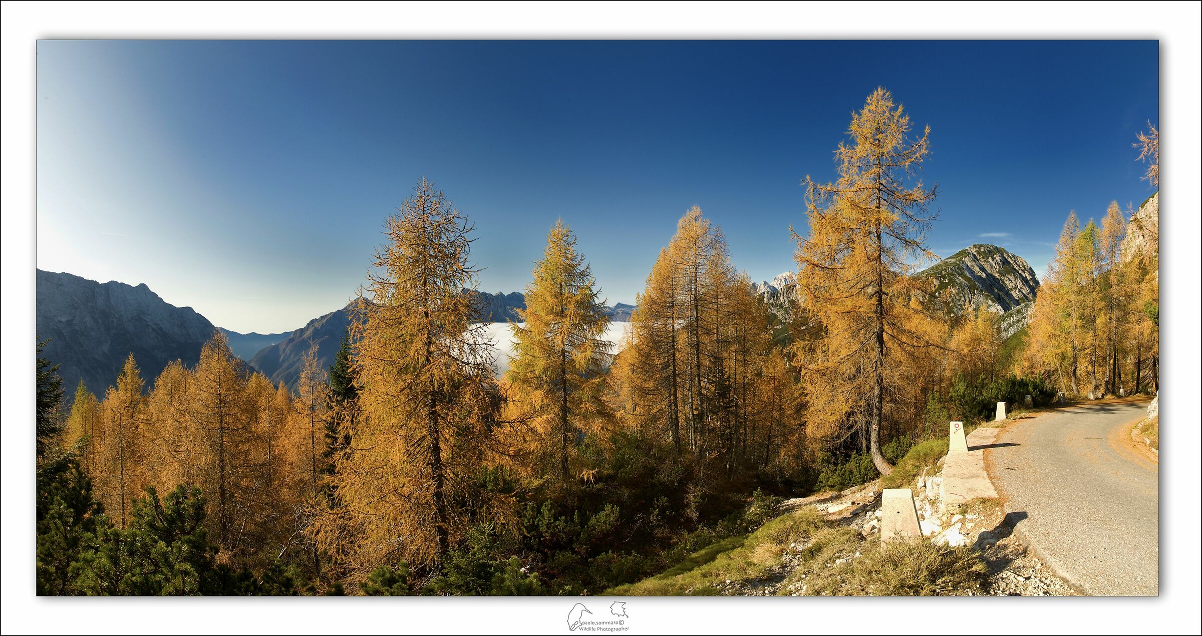 The splendour of the lars...