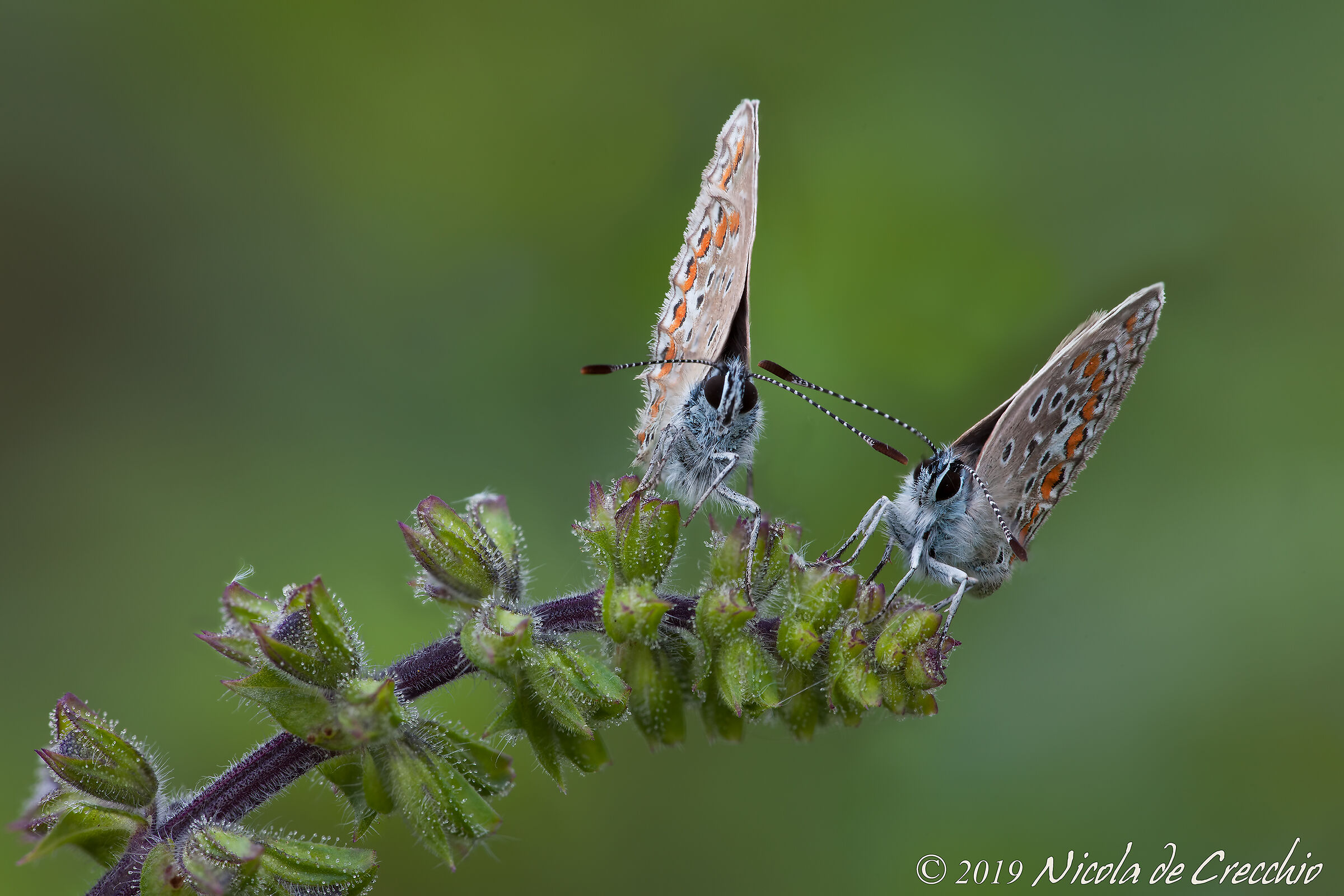 Polyommatus icarus2