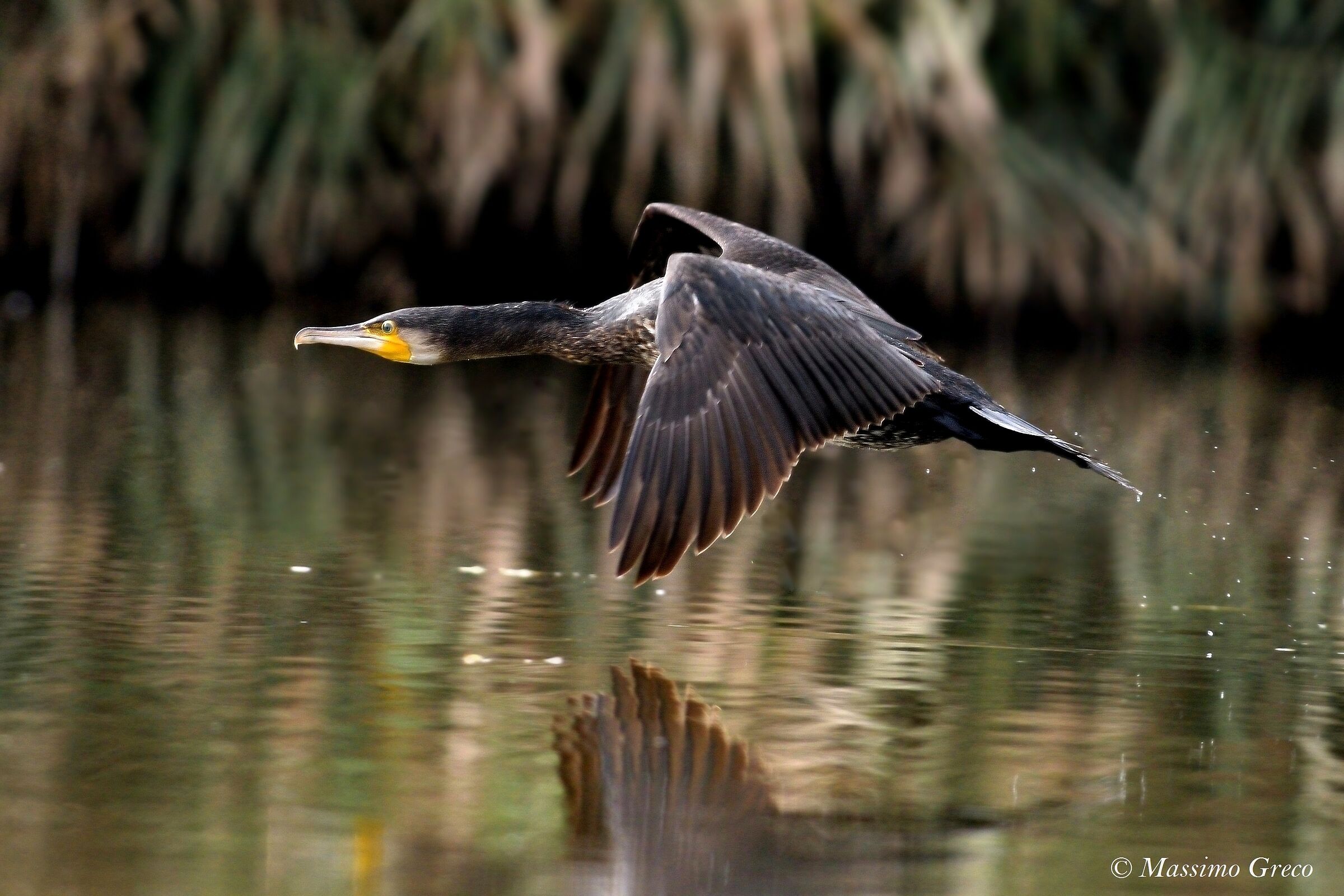 Cormoran (Phalacrocorax carbo)