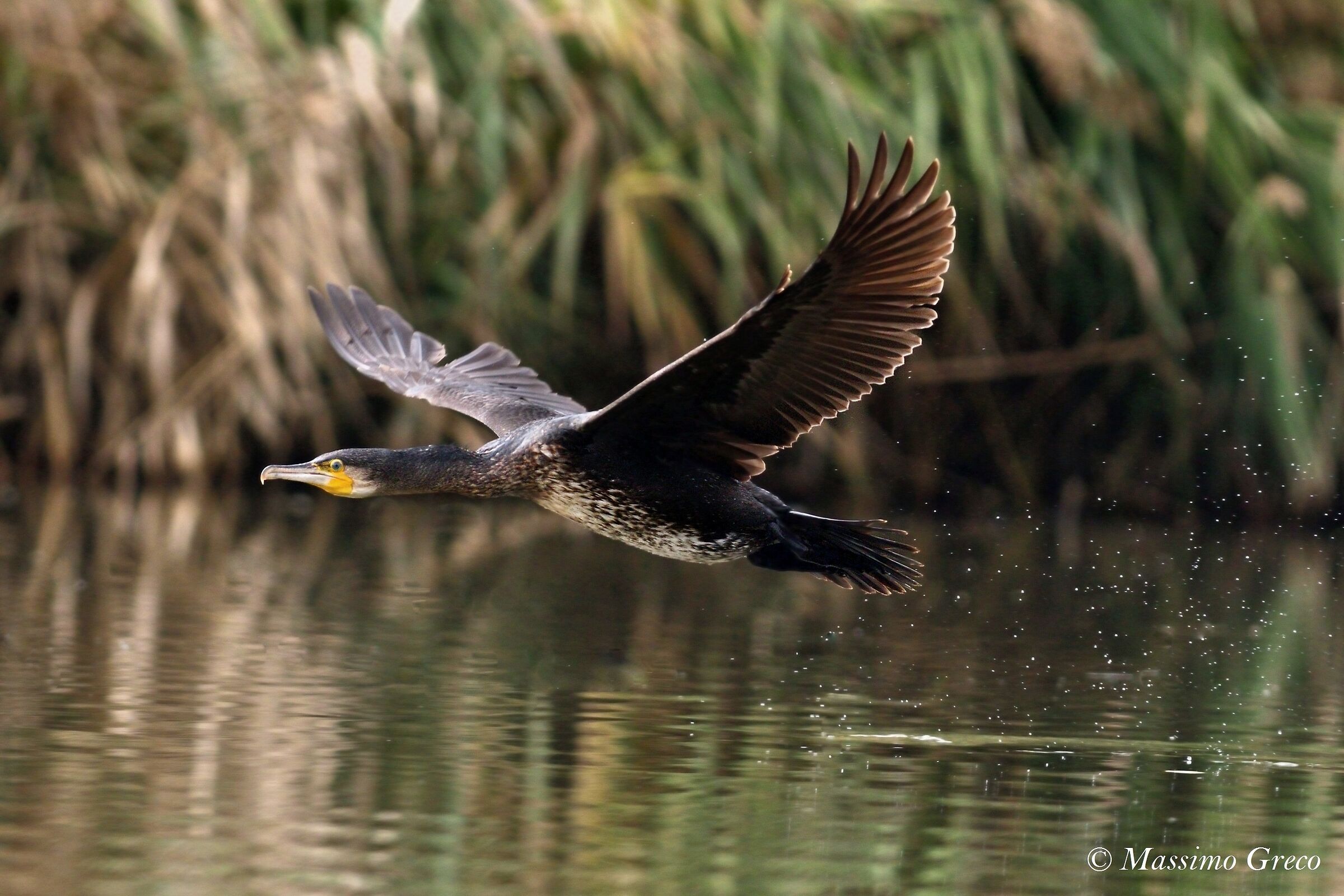 Cormoran (Phalacrocorax carbo)